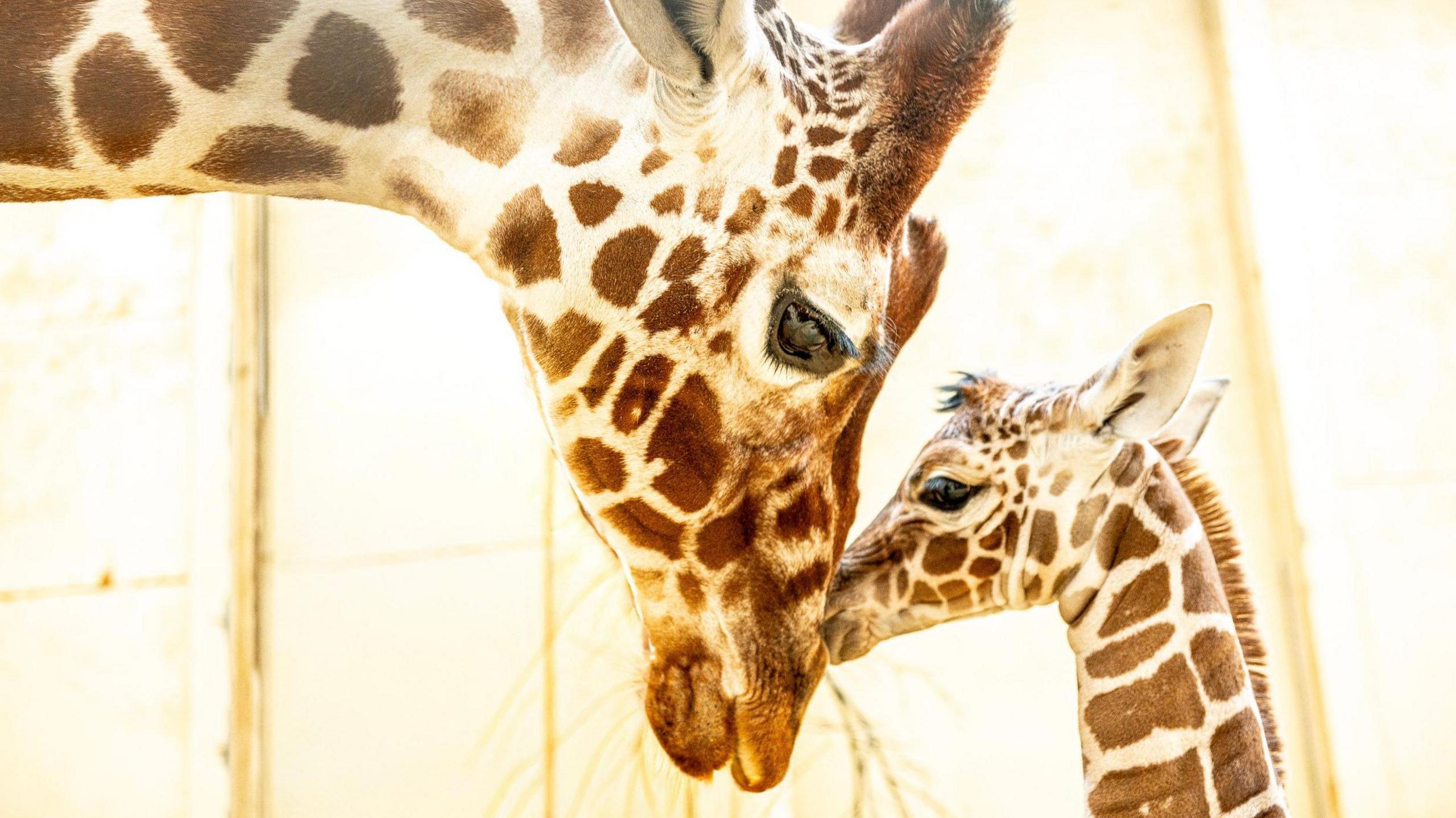 A larger adult giraffe is on the left of the image, on the right is a smaller calf.