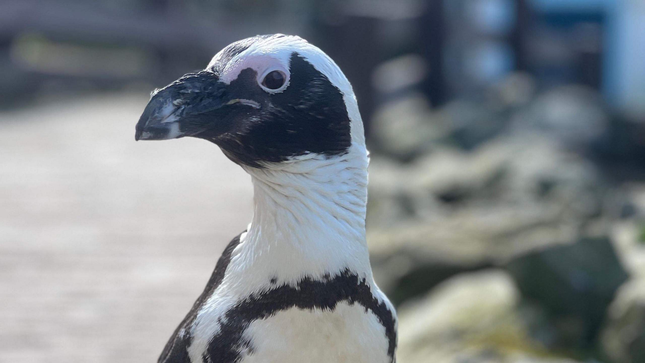 A Black-footed Penguin is side on to the camera. It has white and black feathers and a thick beak.