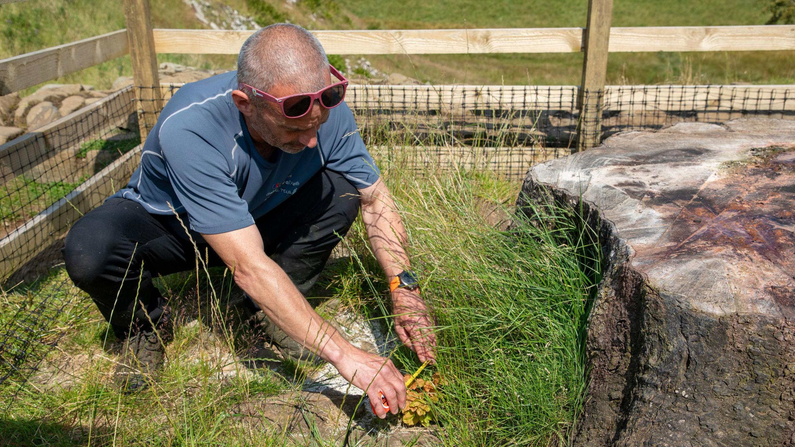 Gary pickles measuring new sycamore gap tree leaves