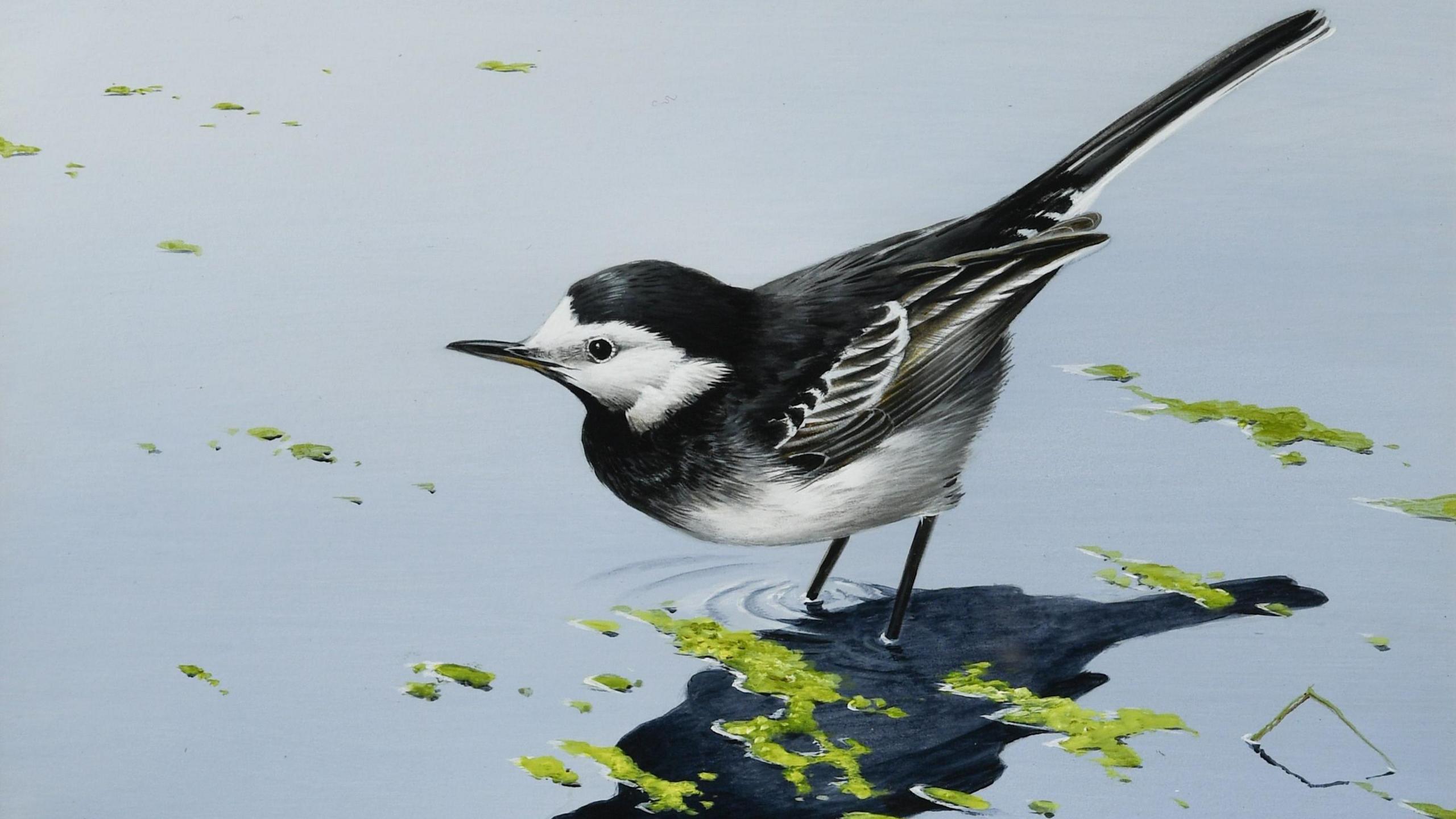 A painting of a Pied Wagtail in a body of water. It is a black and white bird and its feet are submerged by the water. Some green algae can be seen on the water surface.