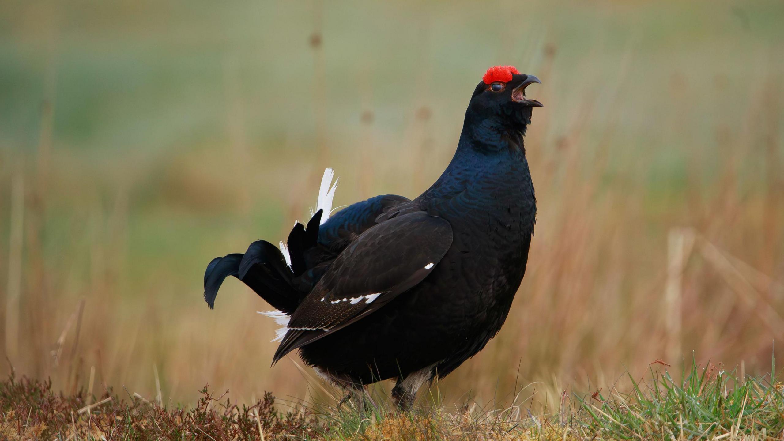 A black bird with red tips on his head calling on the moors