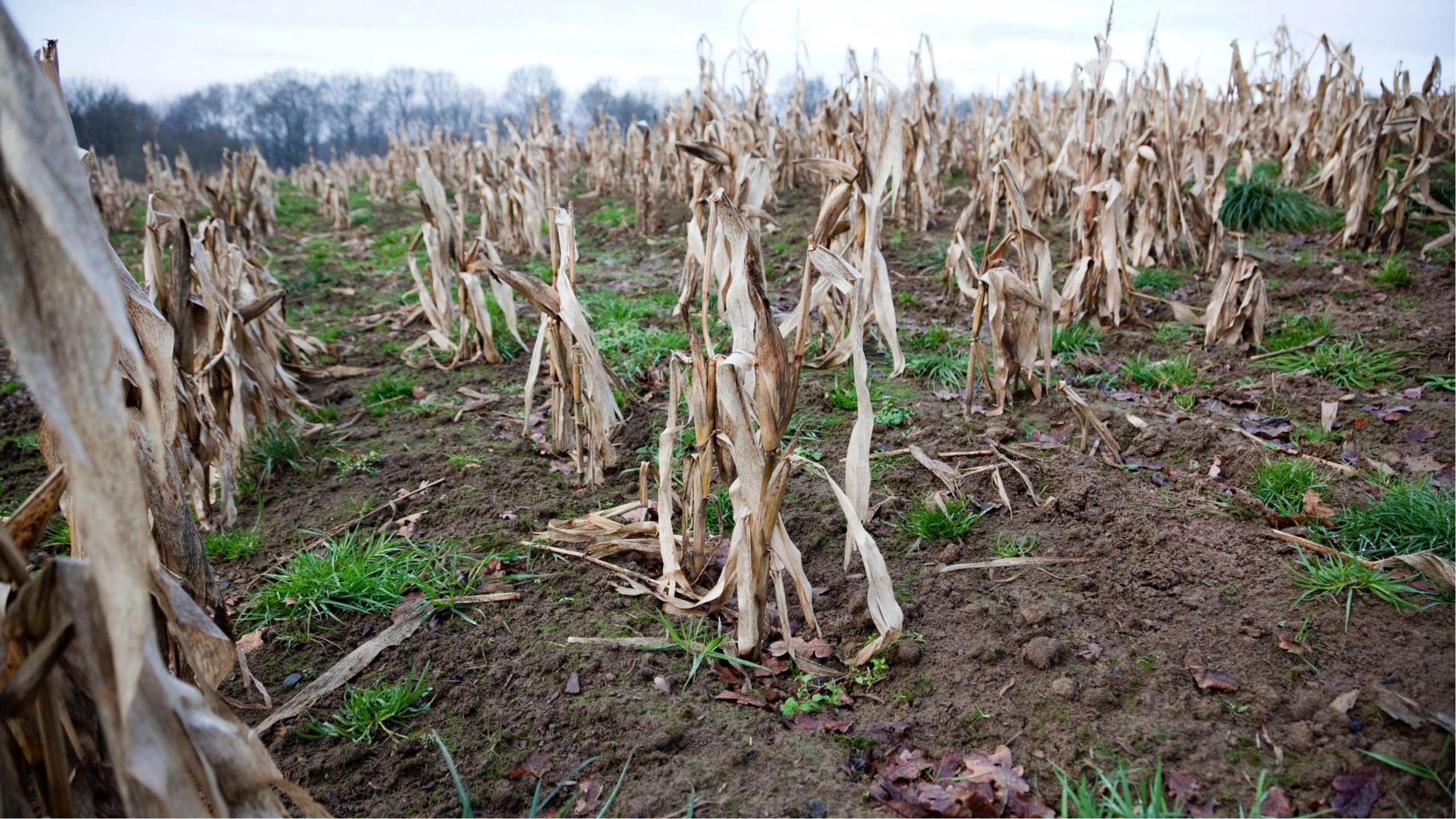 Withered corn crops under a grey sky