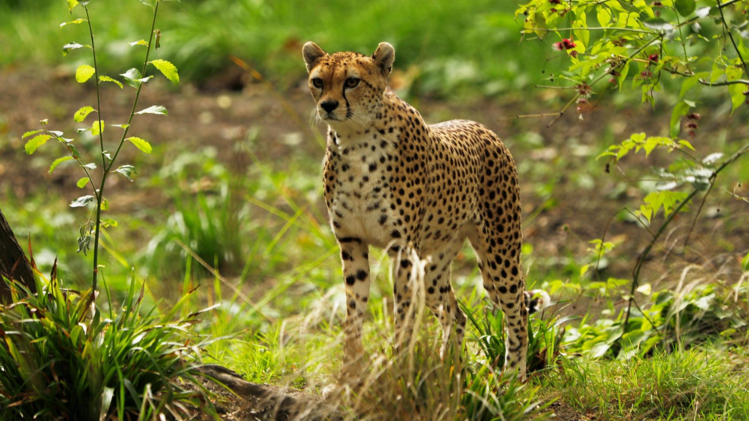 cheetah Cleo stands among grass and bushes