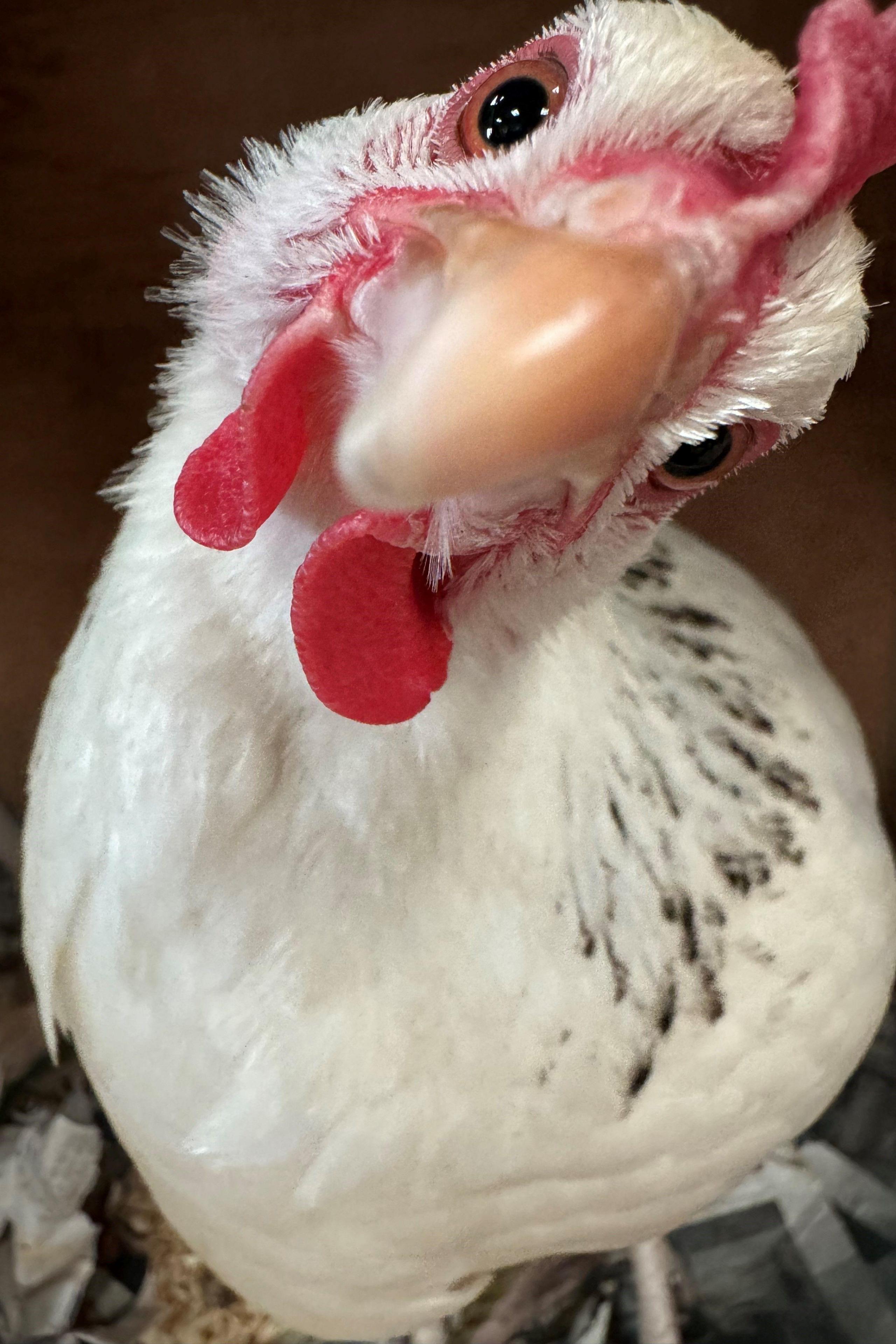 Hen