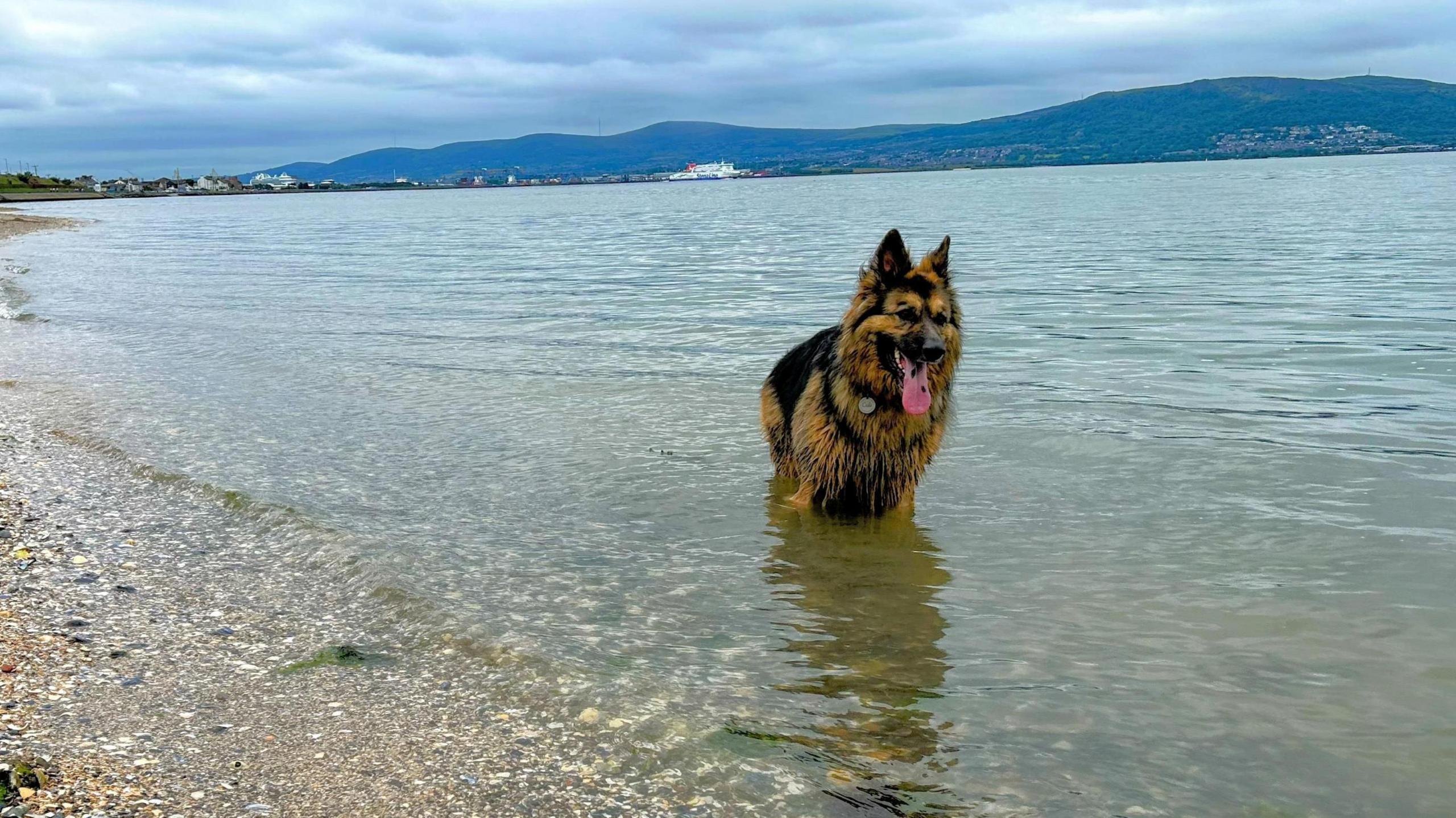 A long-haired tan and brown German Shepherd type dog is standing in the sea with its pink tongue hanging out as it cools down. The beach has pebbles and stones on it and there are mountains in the background.