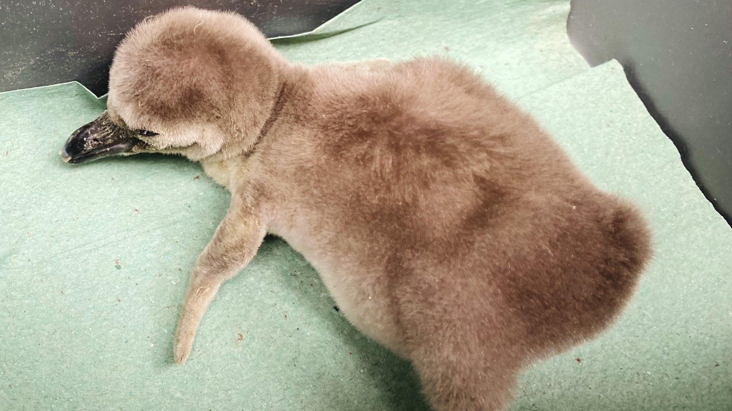 A photo showing a fluffy grey penguin chick led on a green blanket