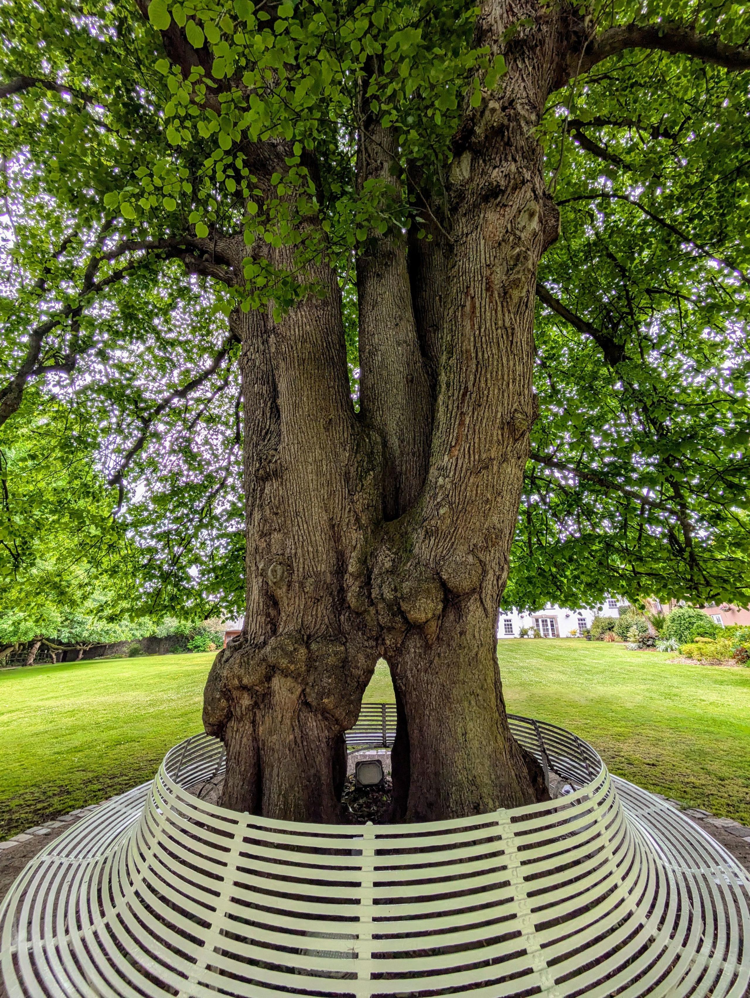 The Tree of Peace and Unity in County Antrim
