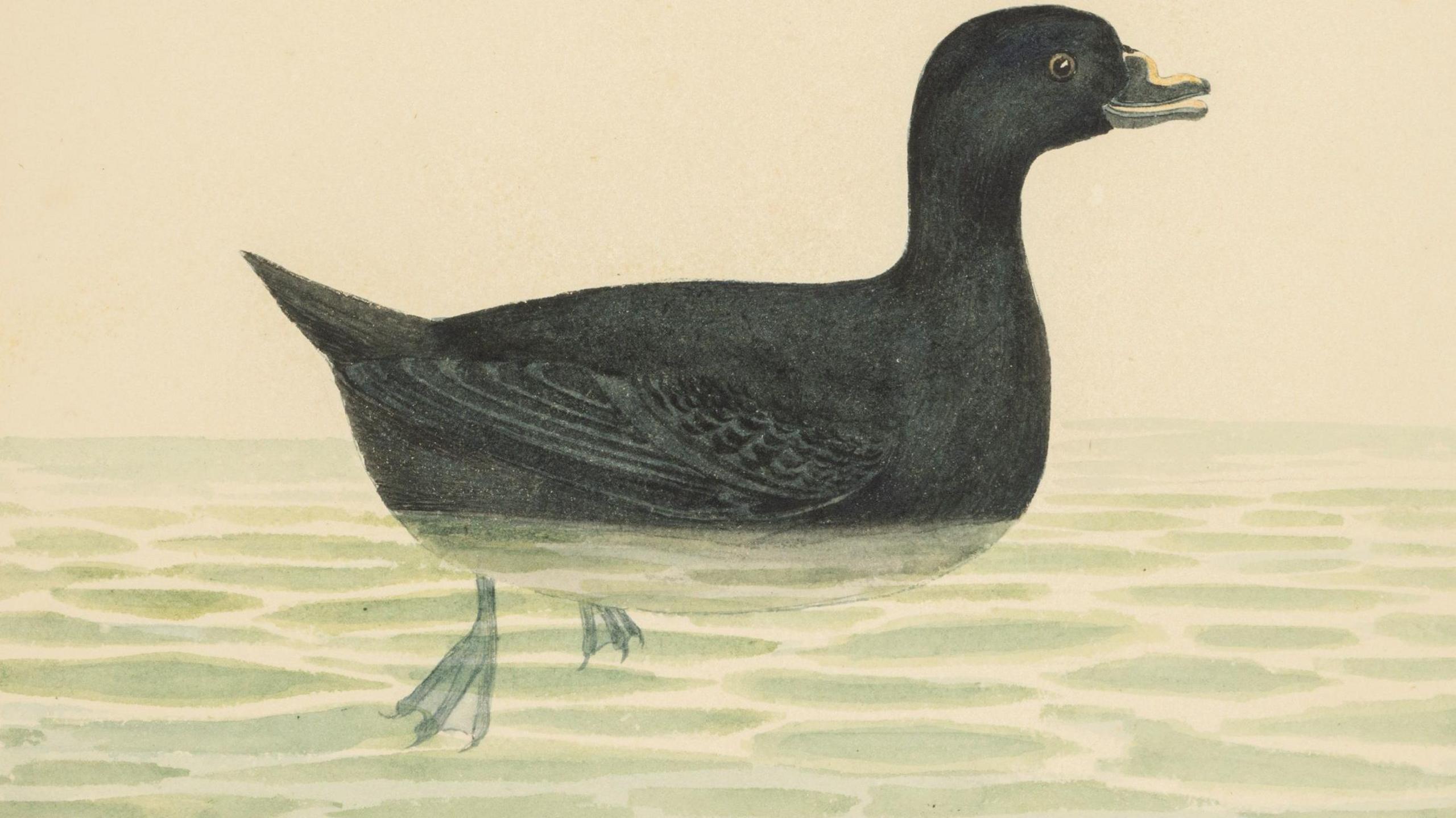 A watercolor painting of a large black bird on the water