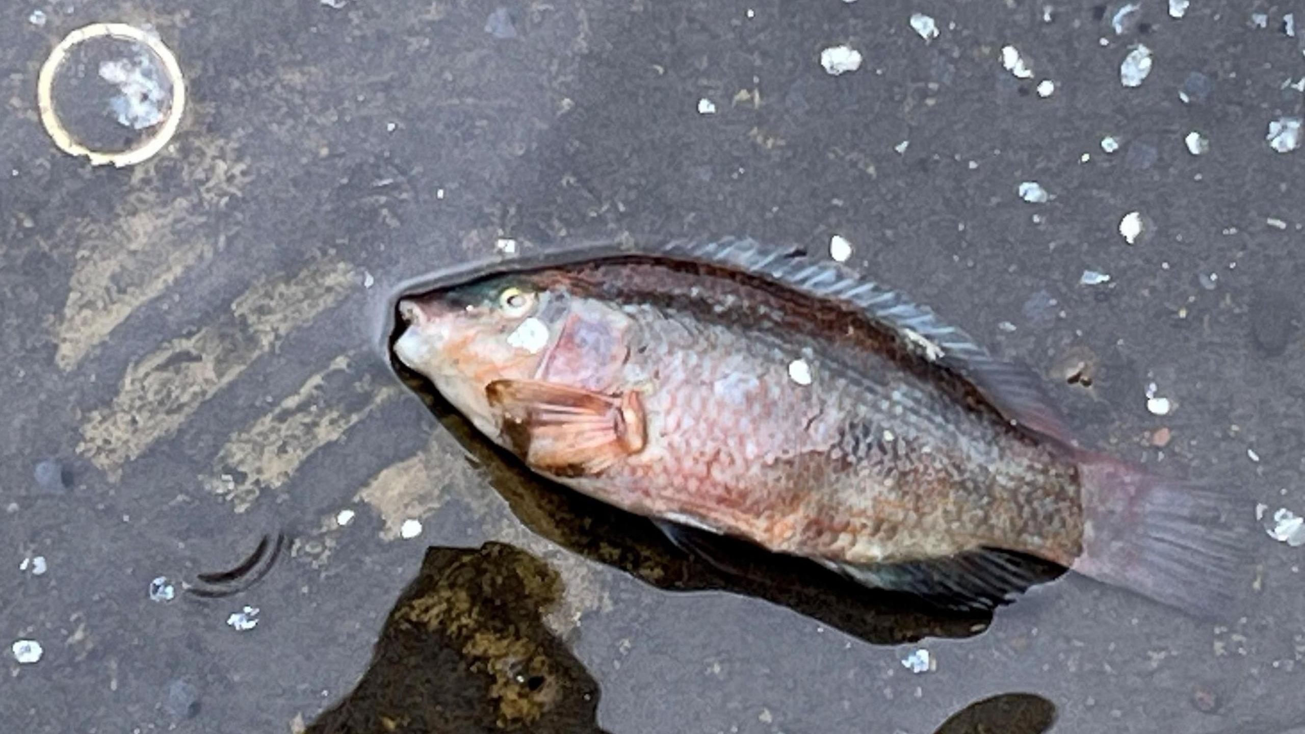 A dead fish and fish scales in water