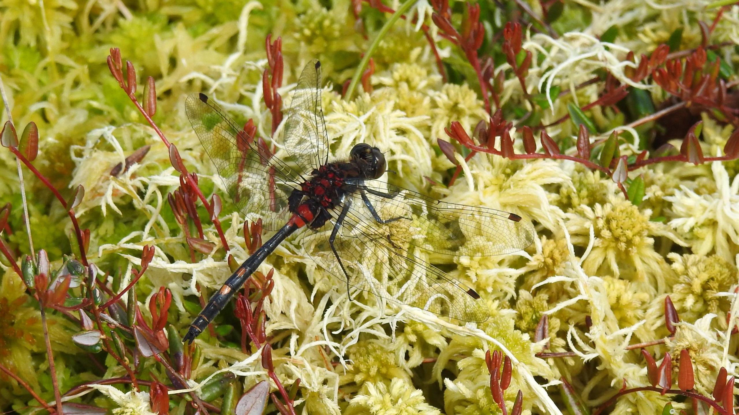 A red and black white-faced darter dragonfly sits on sphagnum moss