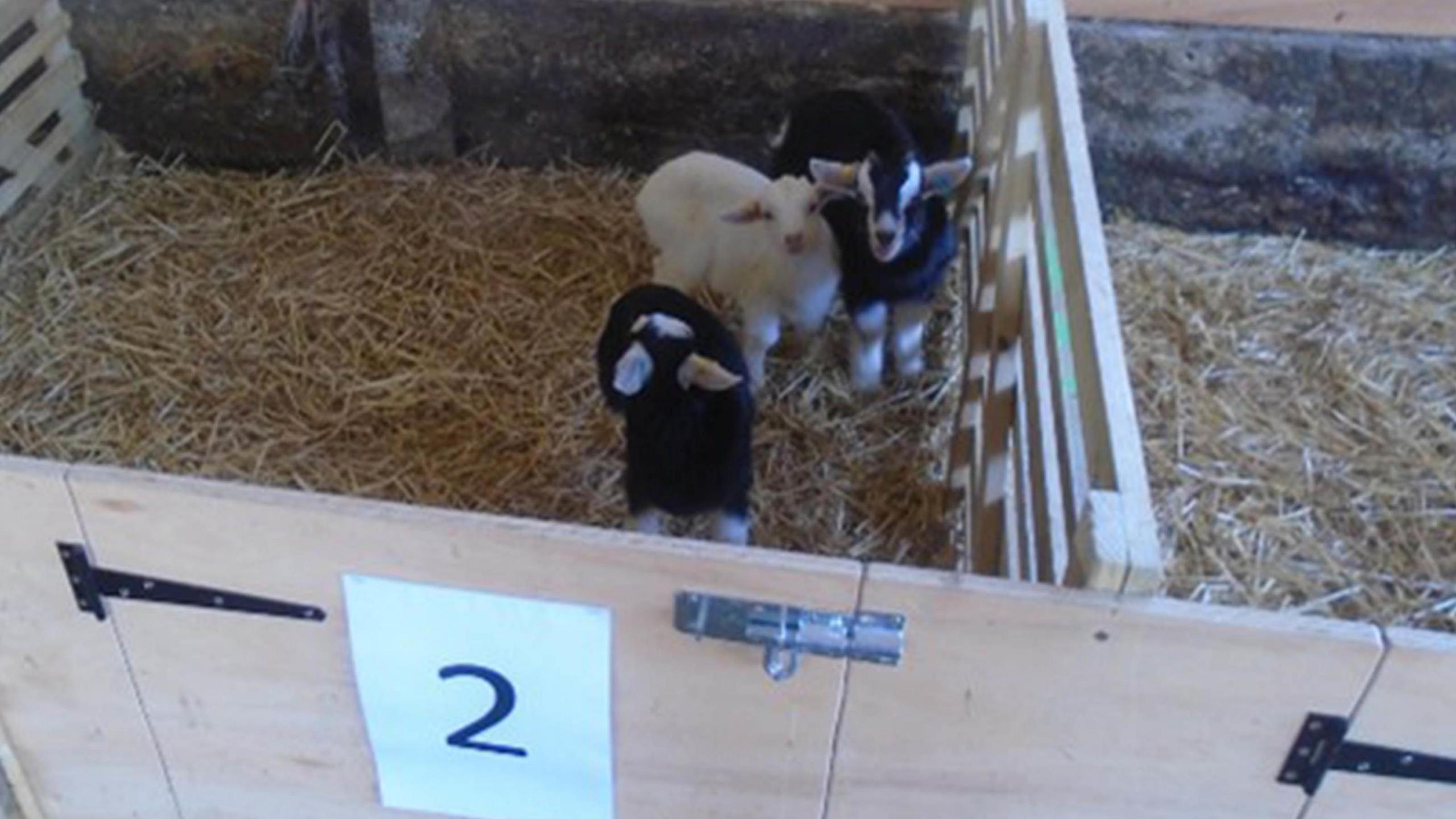Goat kids and lambs in a straw-filled pen in a barn at Hazelgrove Farm