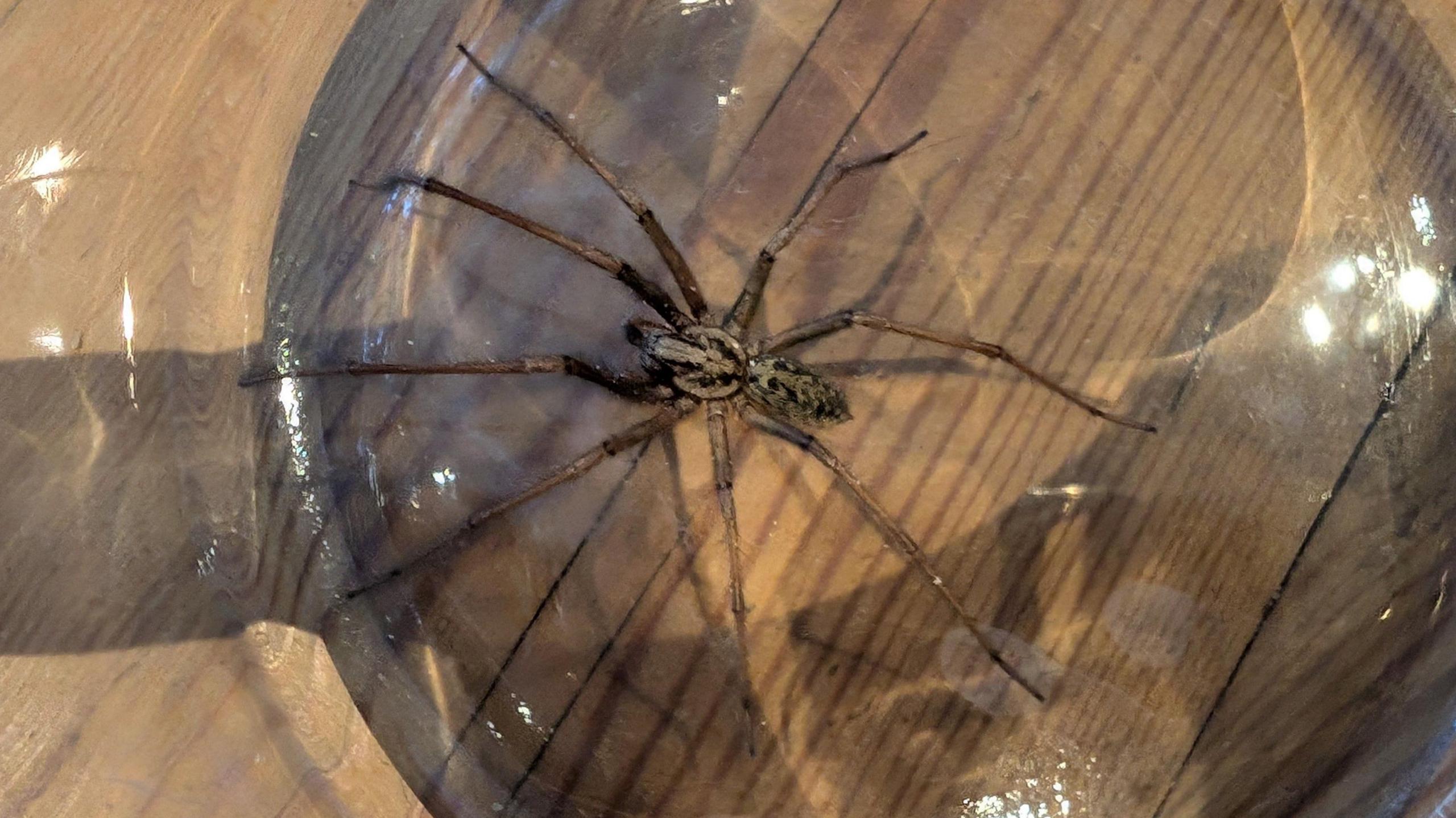 Brown-coloured spider on a table covered over by glass jug