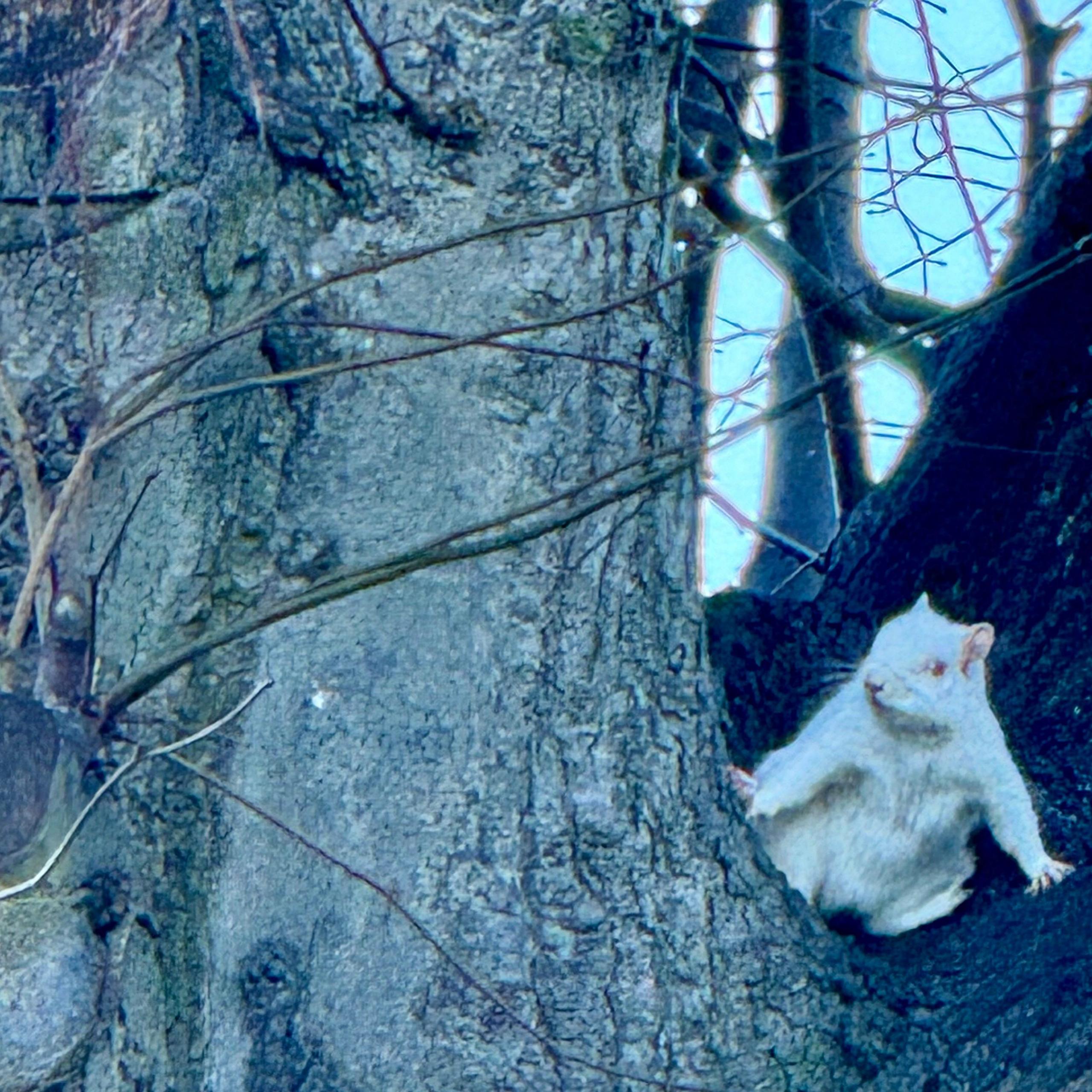 A white albino squirrel in a tree in Haddington, East Lothian. The animal is mainly white, with pink eyes, ears and paws. It is sitting in a fork in a tree.