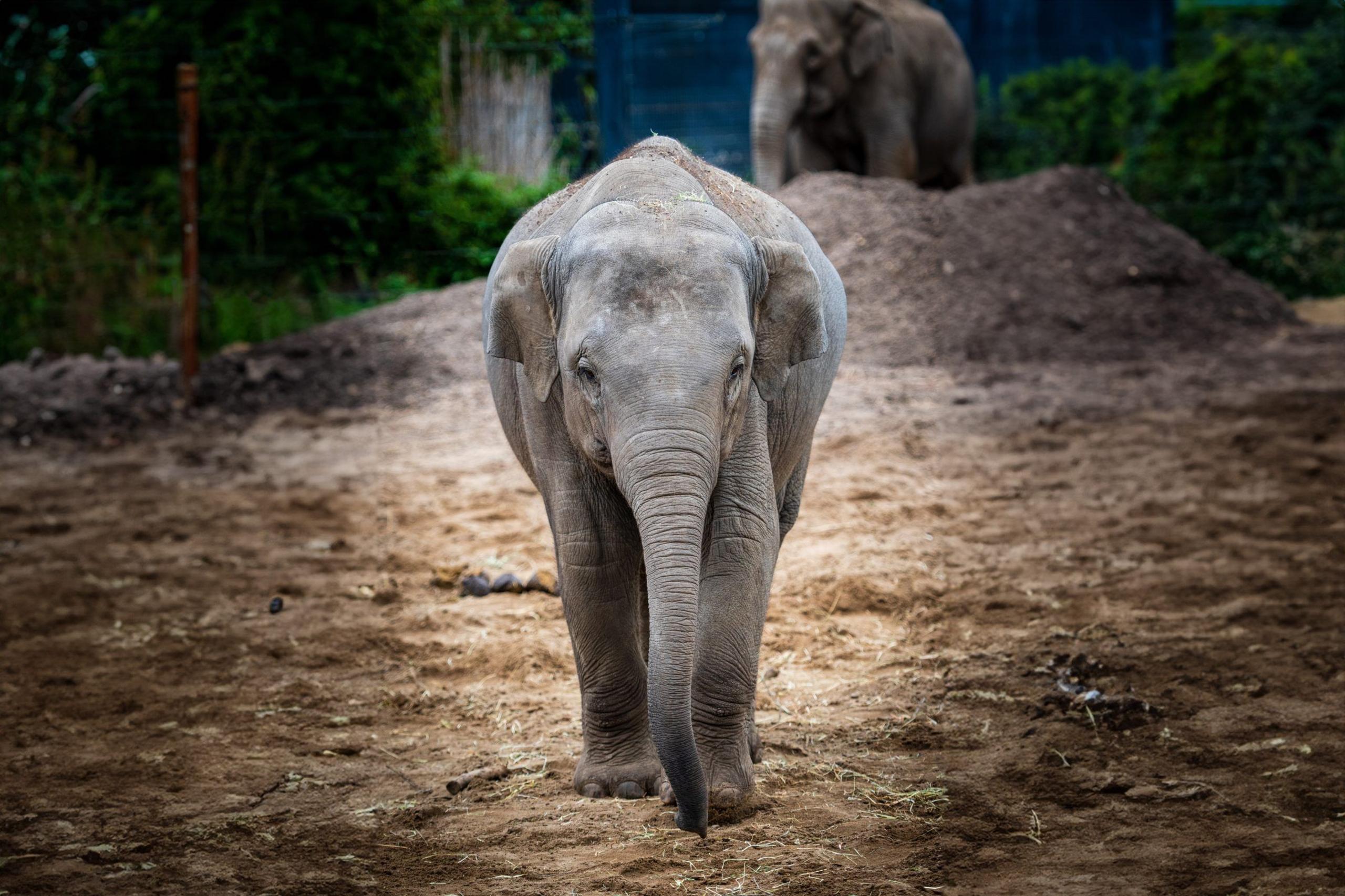 Avani the Asian elephant at Dublin Zoo standing on bark with another elephant in the background