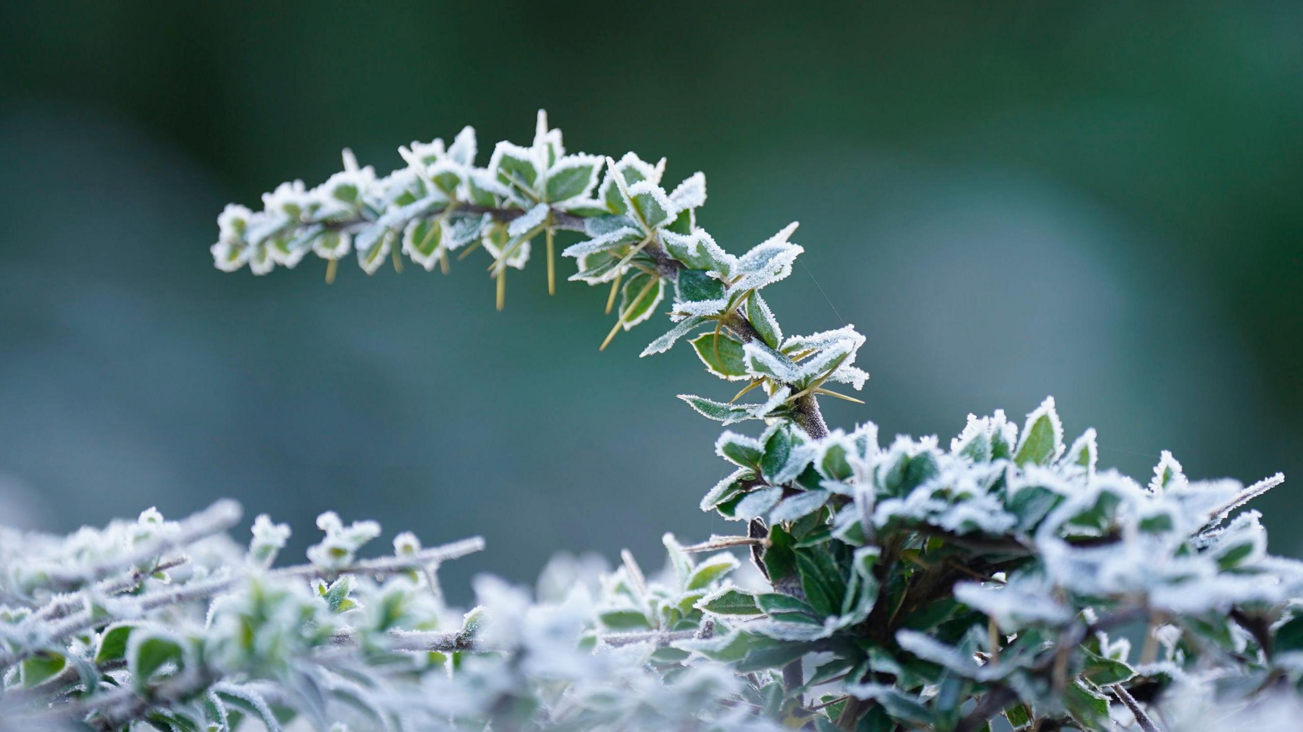 A small branch with tiny green leaves arches out of a more foliage below, the leaves outlined with a white frost.