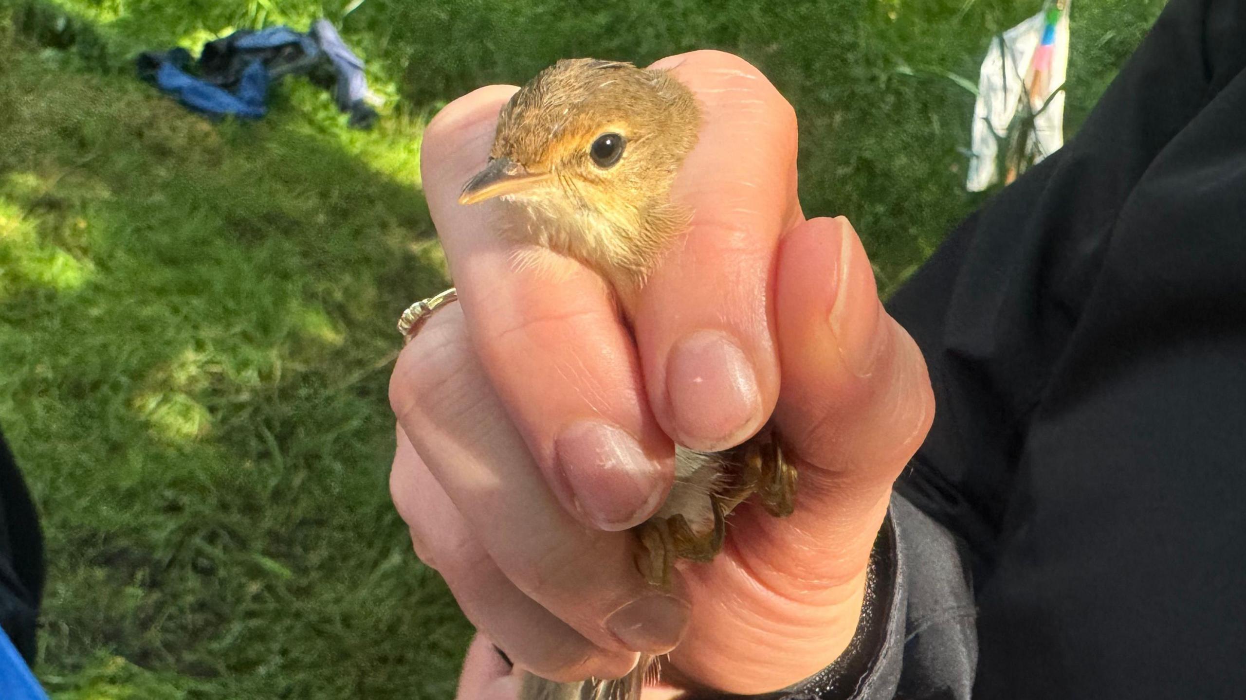 A small bird is being held in a man's hand - it's body is in the palm, while the heard pokes through the gap between the man's index and middle fingers. 