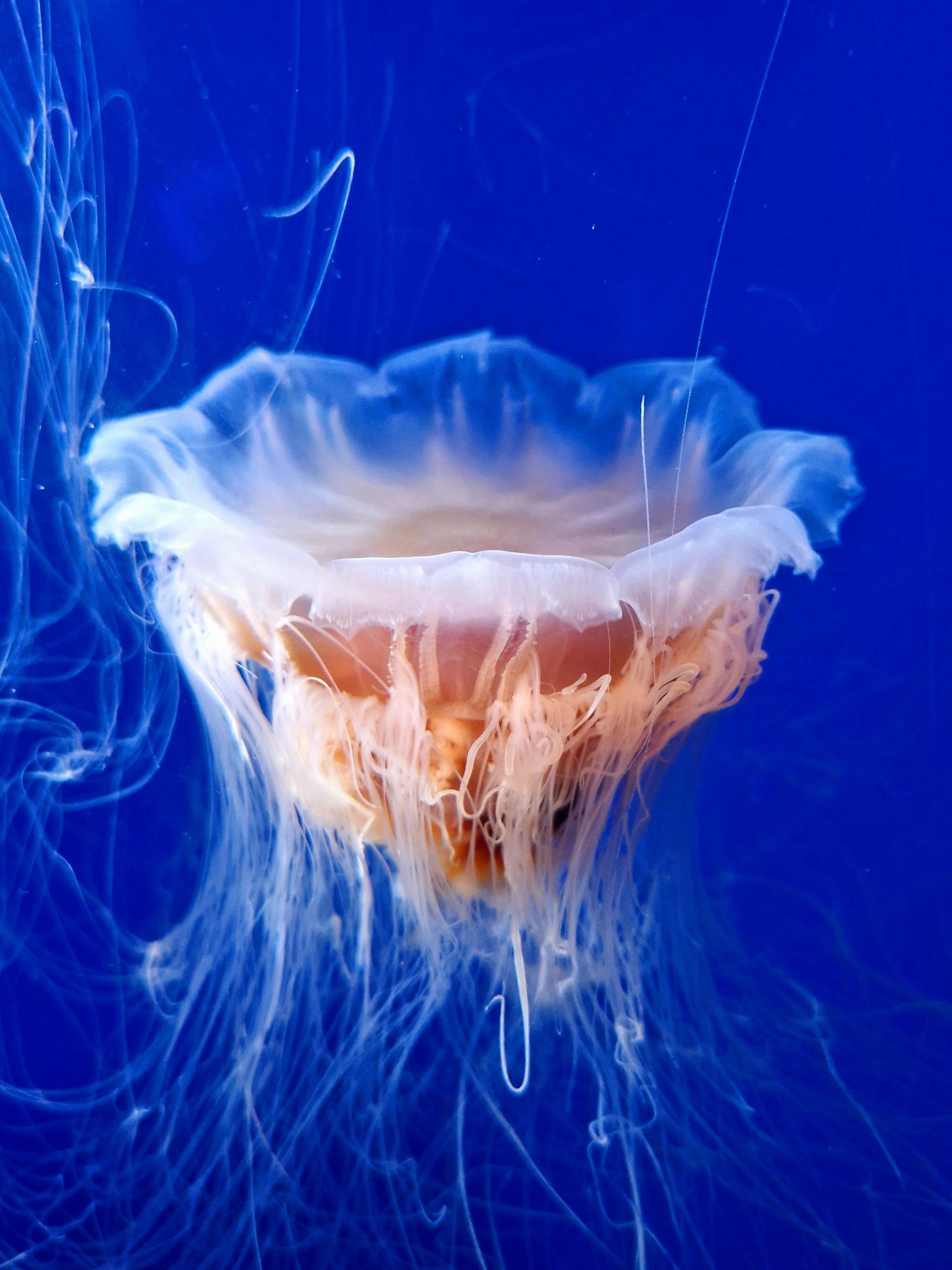 A jellyfish in water