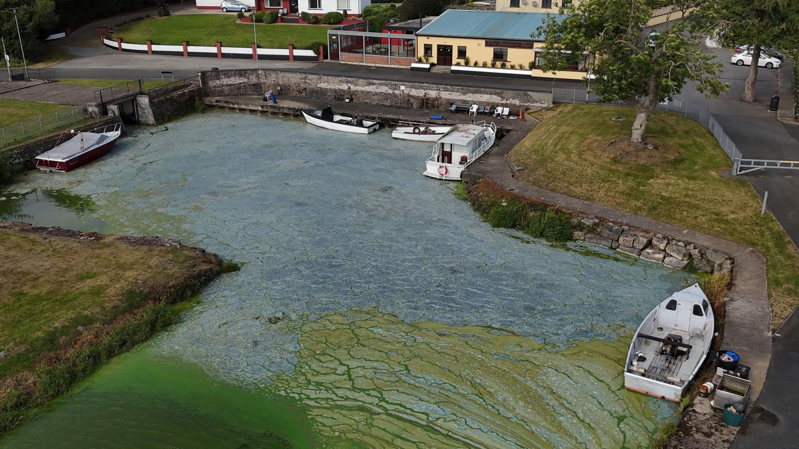 Blue-green algae at Battery Harbour on Lough Neagh near Cookstown in Co Tyrone. 