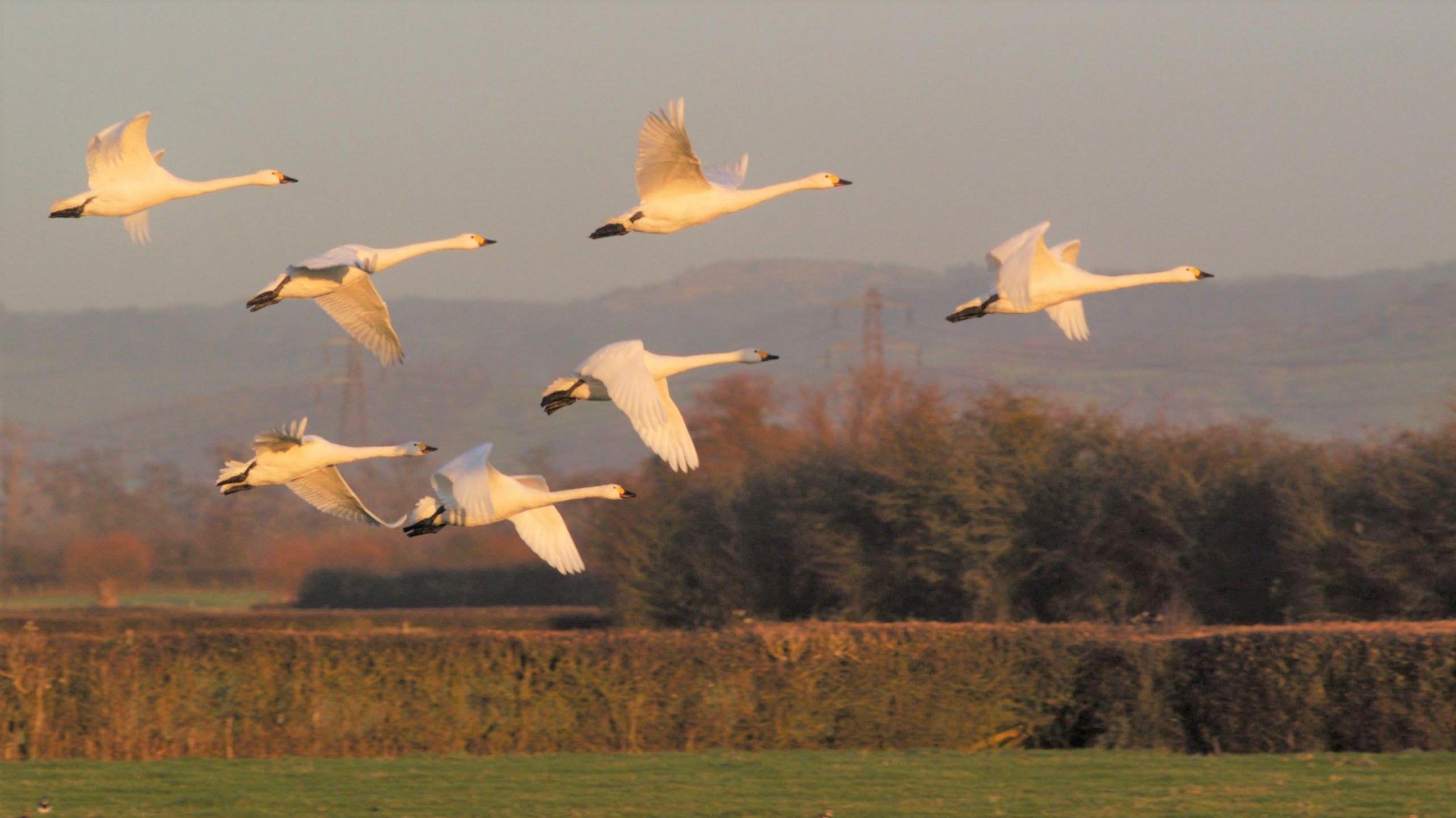 A group of seven Bewick's swans flying in a diamond formation over a field at sunset. There is an orange glow over their white feathers, and they all have their wings spread out. In the distance there are more fields, hedges and trees. 