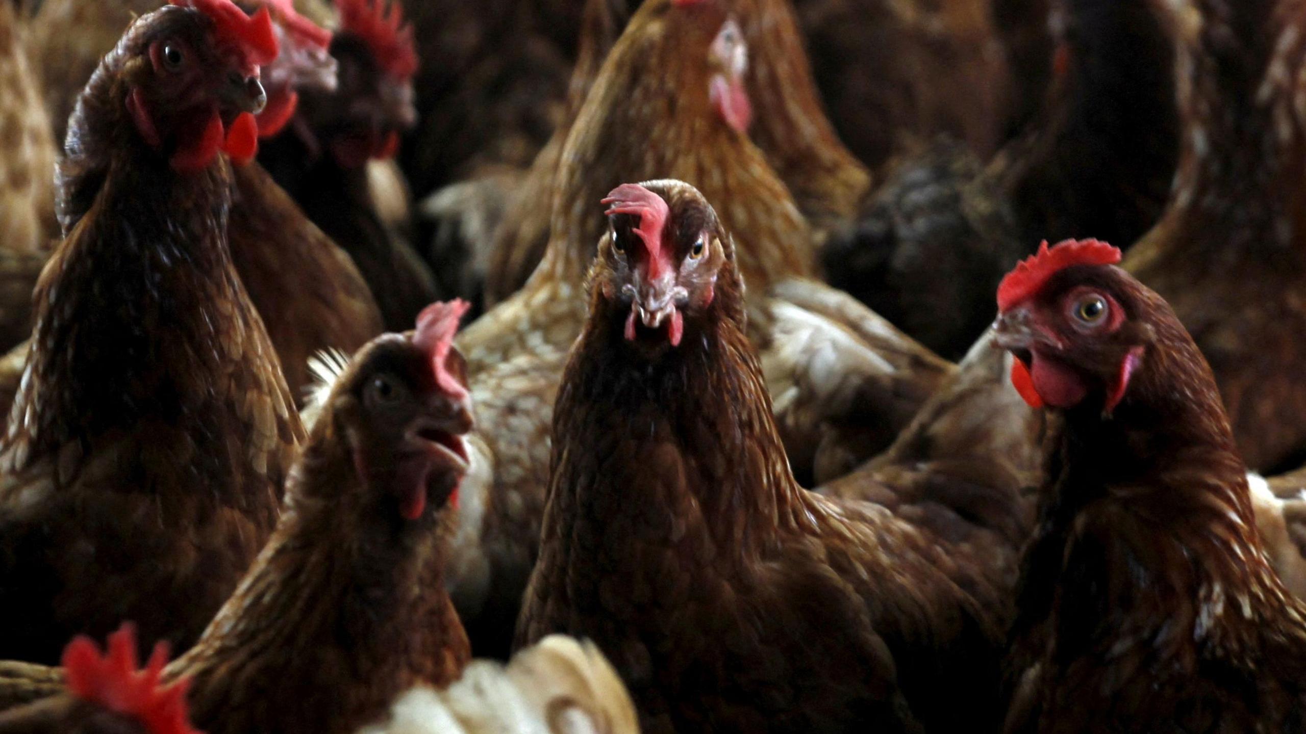 A group of brown chickens.