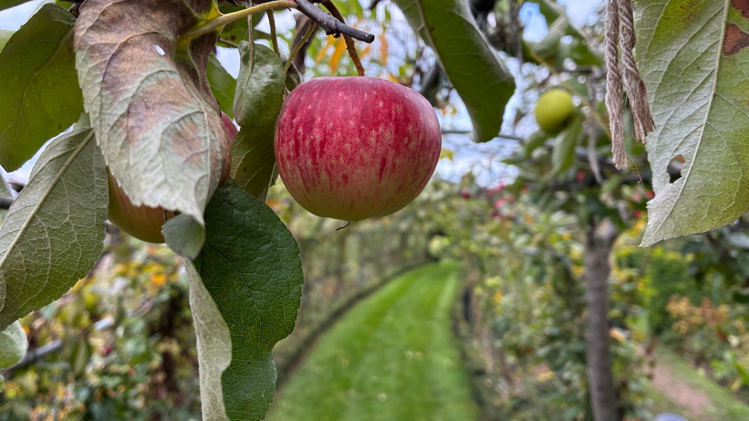 A red apple hanging from a branch growing in the fruit tree tunnel. 