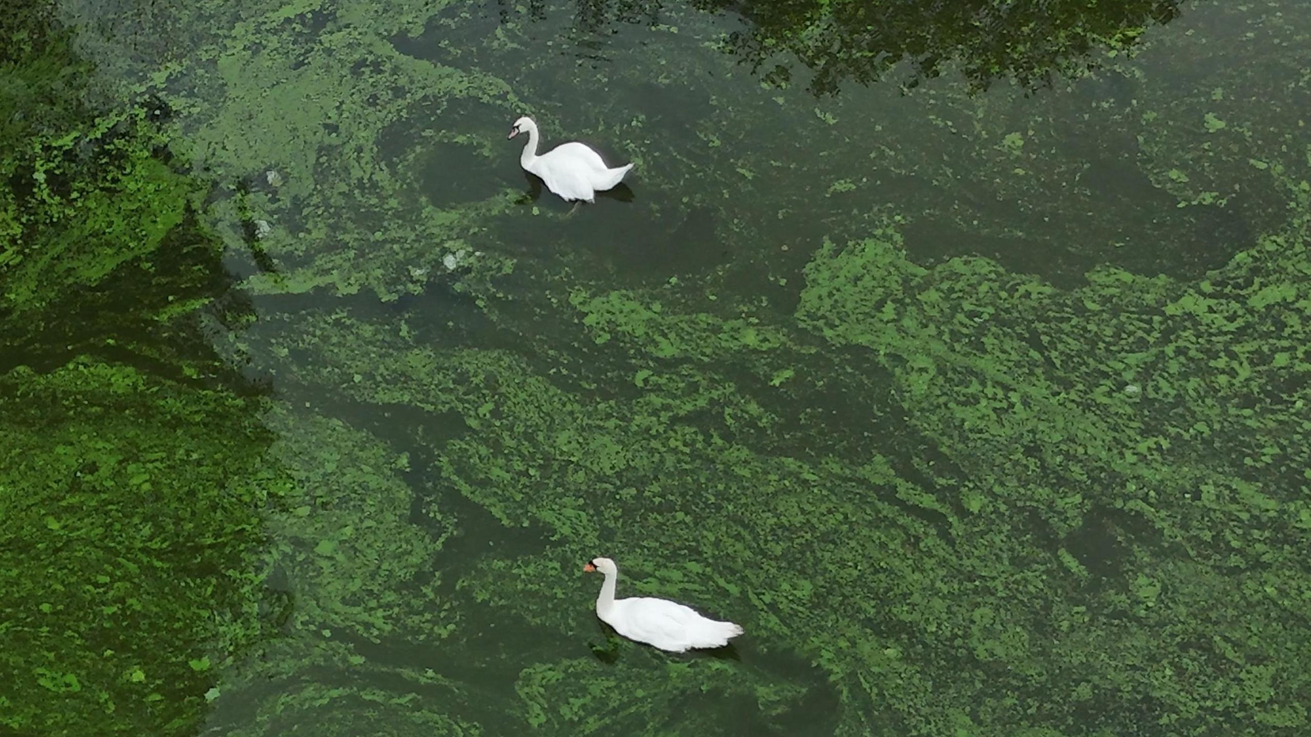 Two white swans swim through blue-green algae on the River Bann where it meets Lough Neagh near the village of Toome.  (File photo from 1 September 2024) 