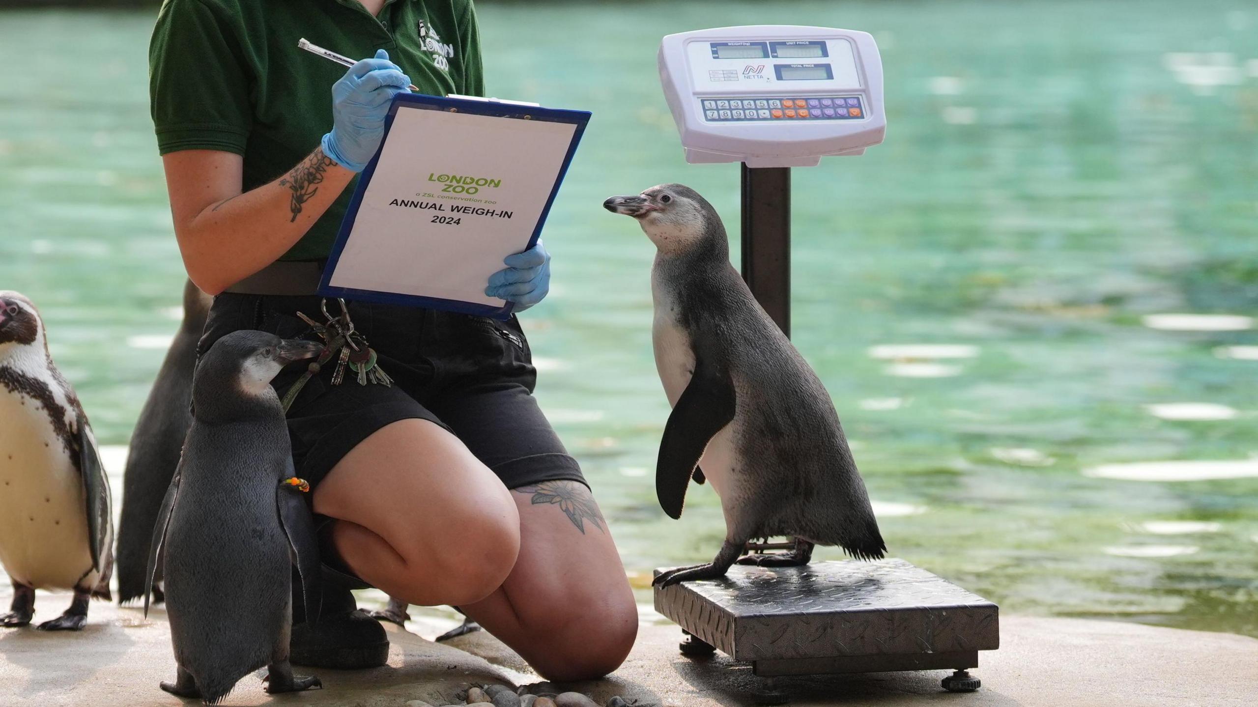 Penguin standing on a scale as a keeper kneels next to it with a clipboard to record its details at annual weigh-in.