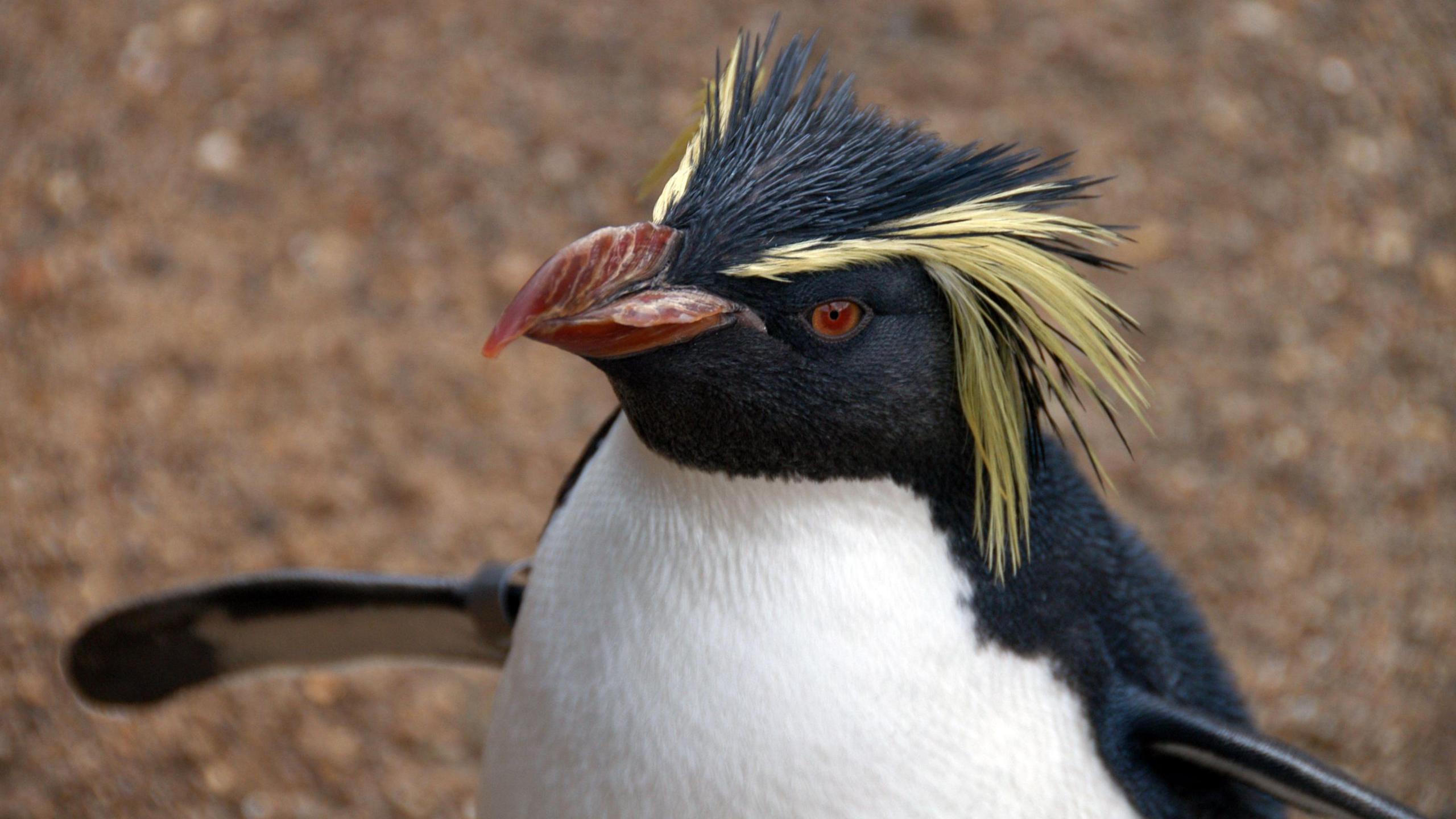 Rockhopper penguin at ZSL London Zoo