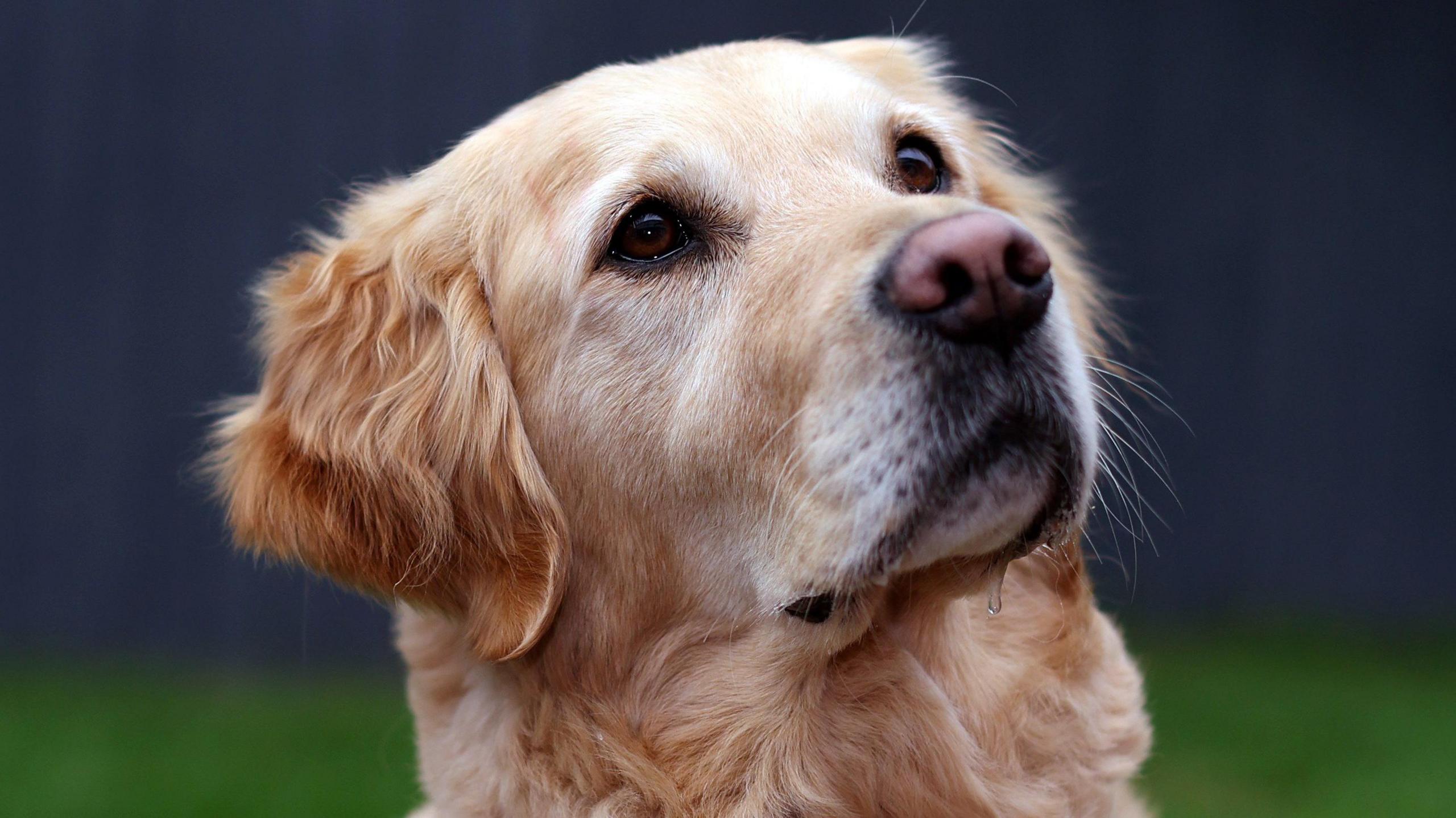 A golden retriever looks to the sky as clear saliva drips from her black mouth. She has dark brown eyes and sits in a garden with a black fence. 