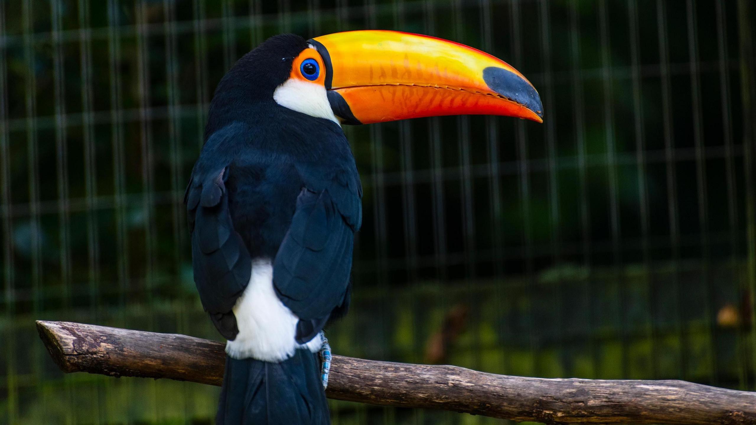 Boy the toucan is seen from the back and is looking to the right of the photo. His feathers are mainly black and he has a large orange beak