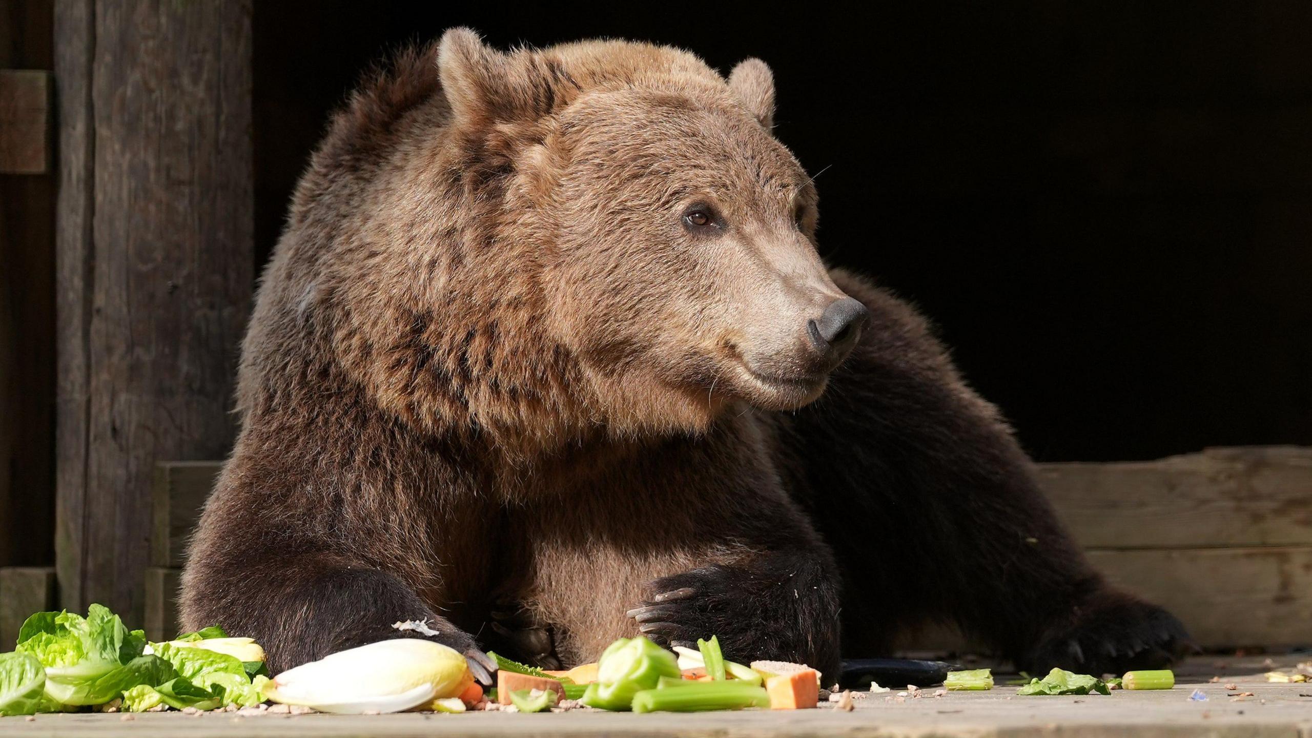 Boki, a brown bear at the Wildwood Trust, near Canterbury, Kent