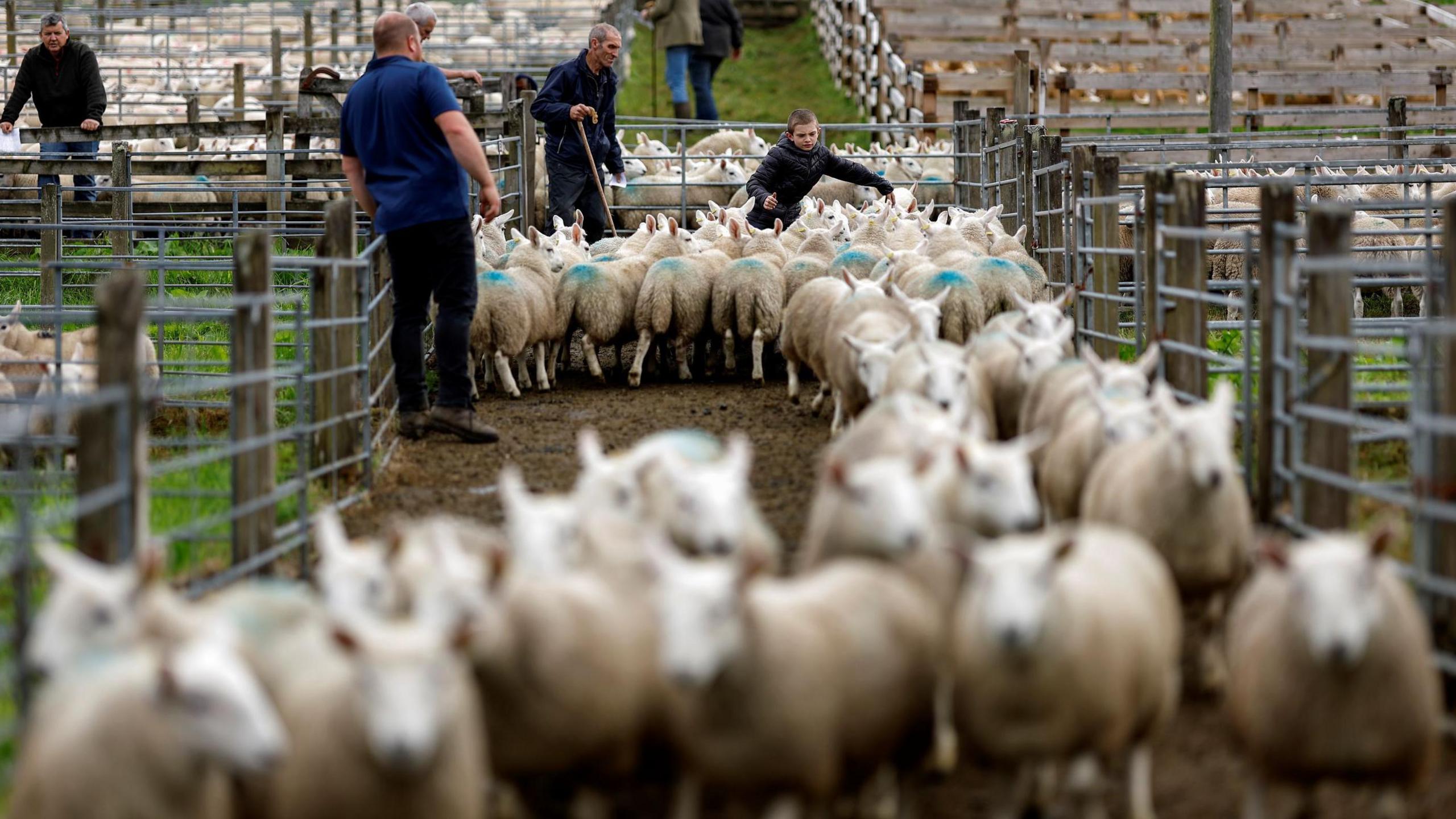 Sheep being herded down a corridor between pens with metal gates at Lairg lamb sales.