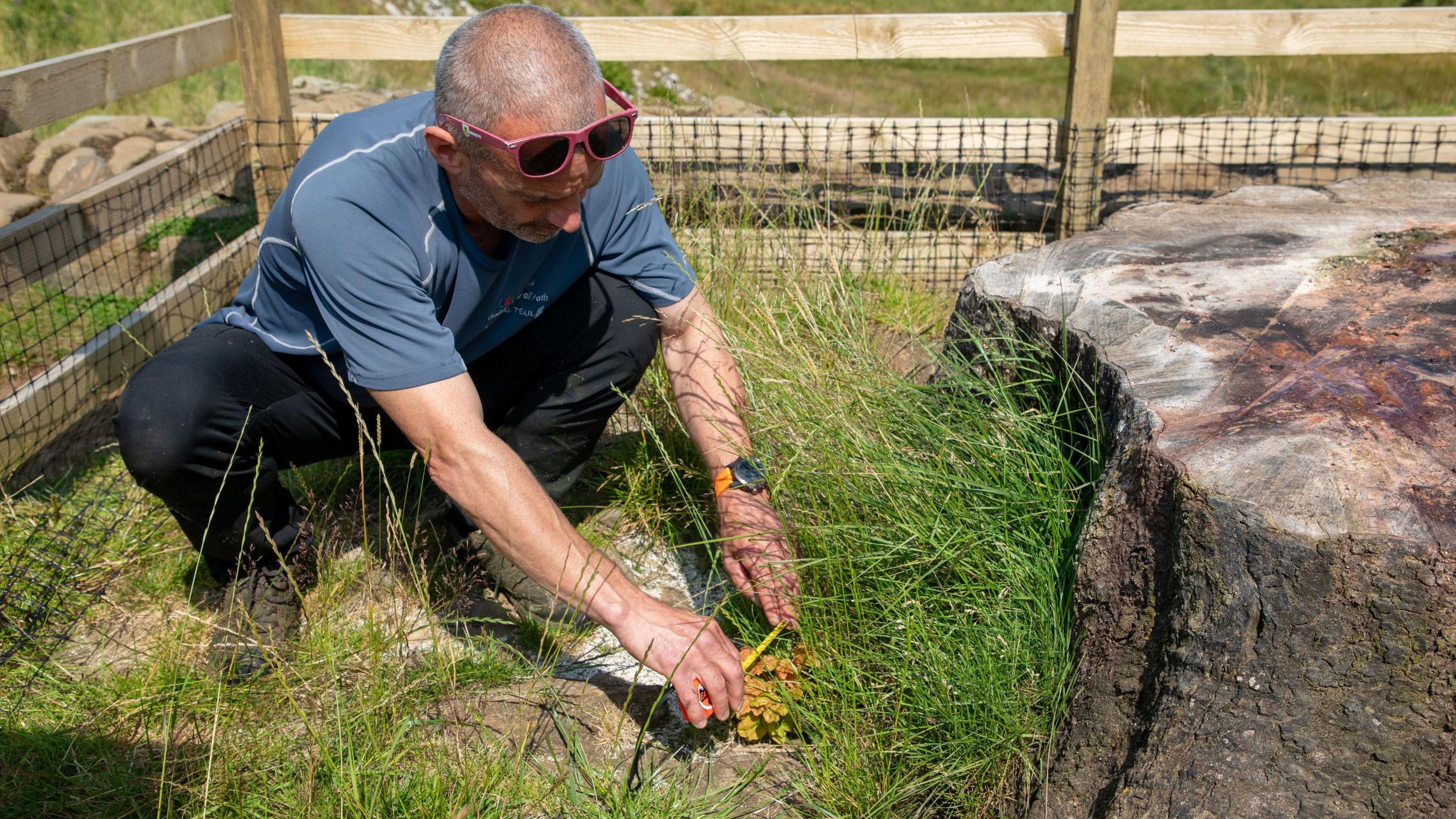 A man in a blue t-shirt and darker blue trousers, with sunglasses perched on his head, crouches beside a group of shoots next to the remains of a tree stump