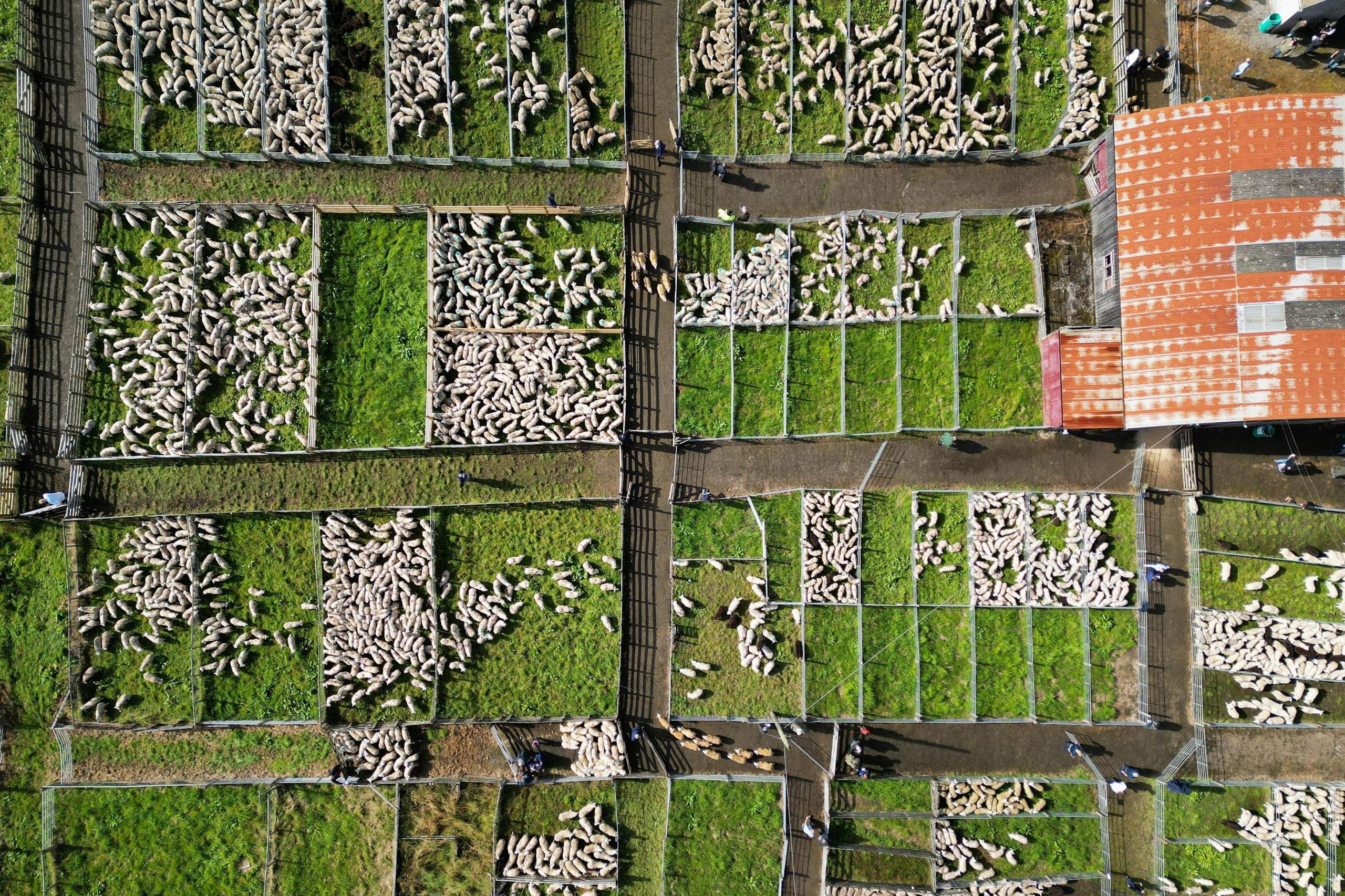 An aerial view of Lairg lamb sales. White sheep are in pens laid out in a grid-like pattern on a large area of grass.