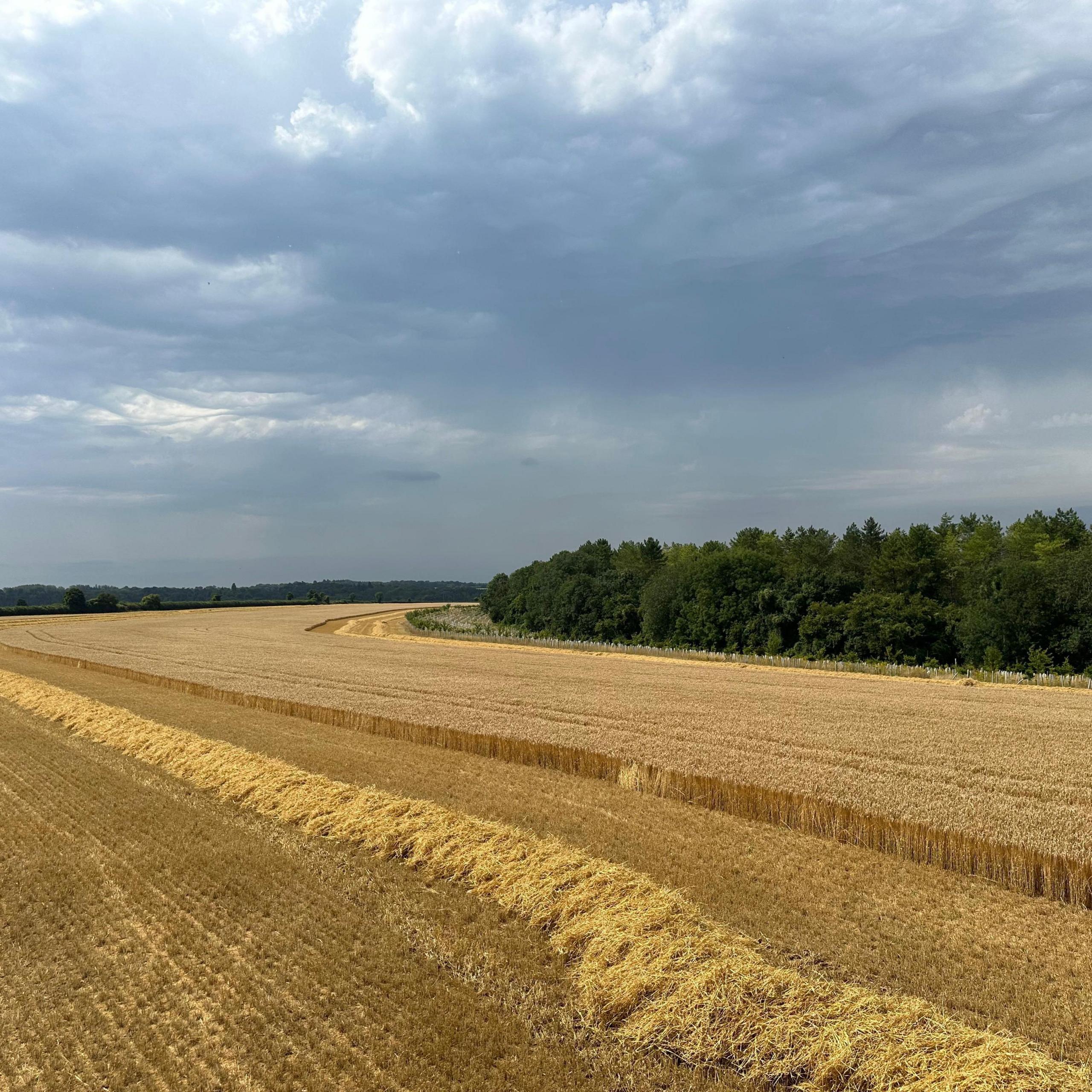 A yellow field lined with trees underneath heavy grey storm clouds