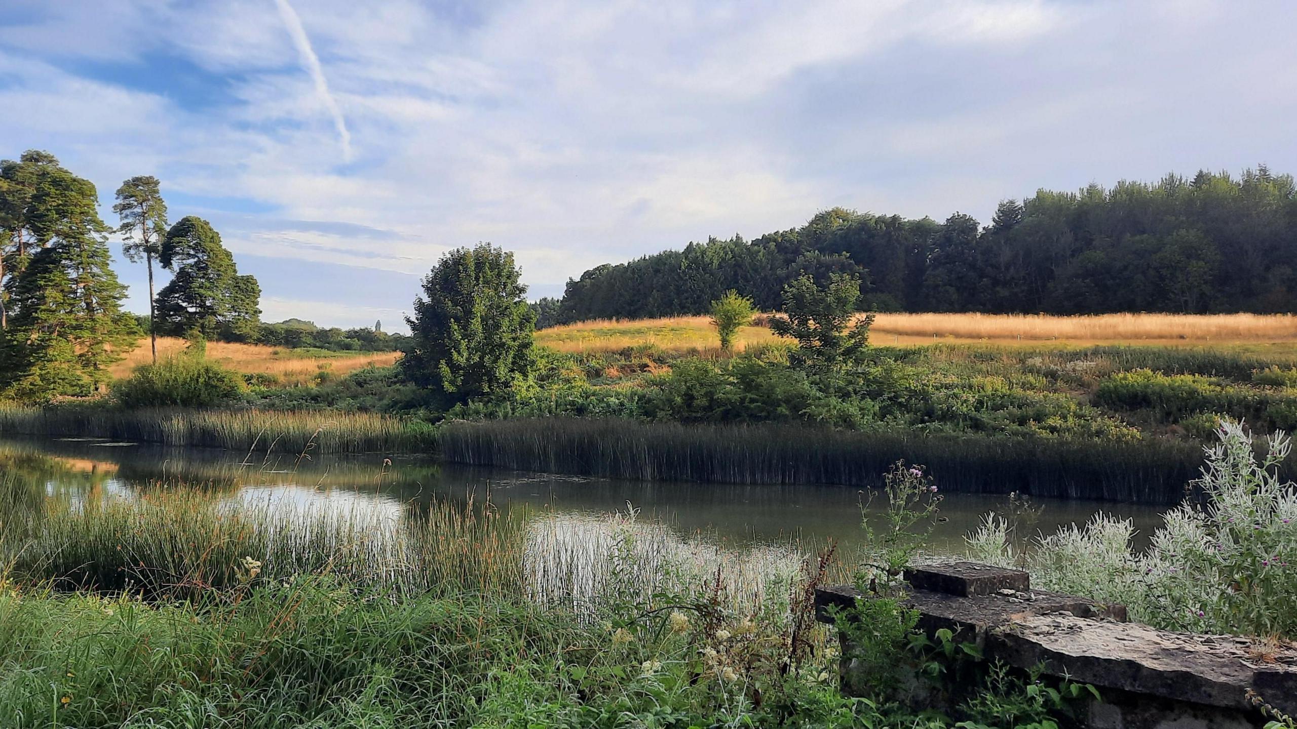 A river runs through the centre of the picture. On the bank nearest the camera is lush green vegetation with a large grey stone. On the far bank are some small trees, behind is a golden field in the sunshine and on the horizon is a small woodland of green trees. Overhead the sky is blue just before sunset with white clouds.