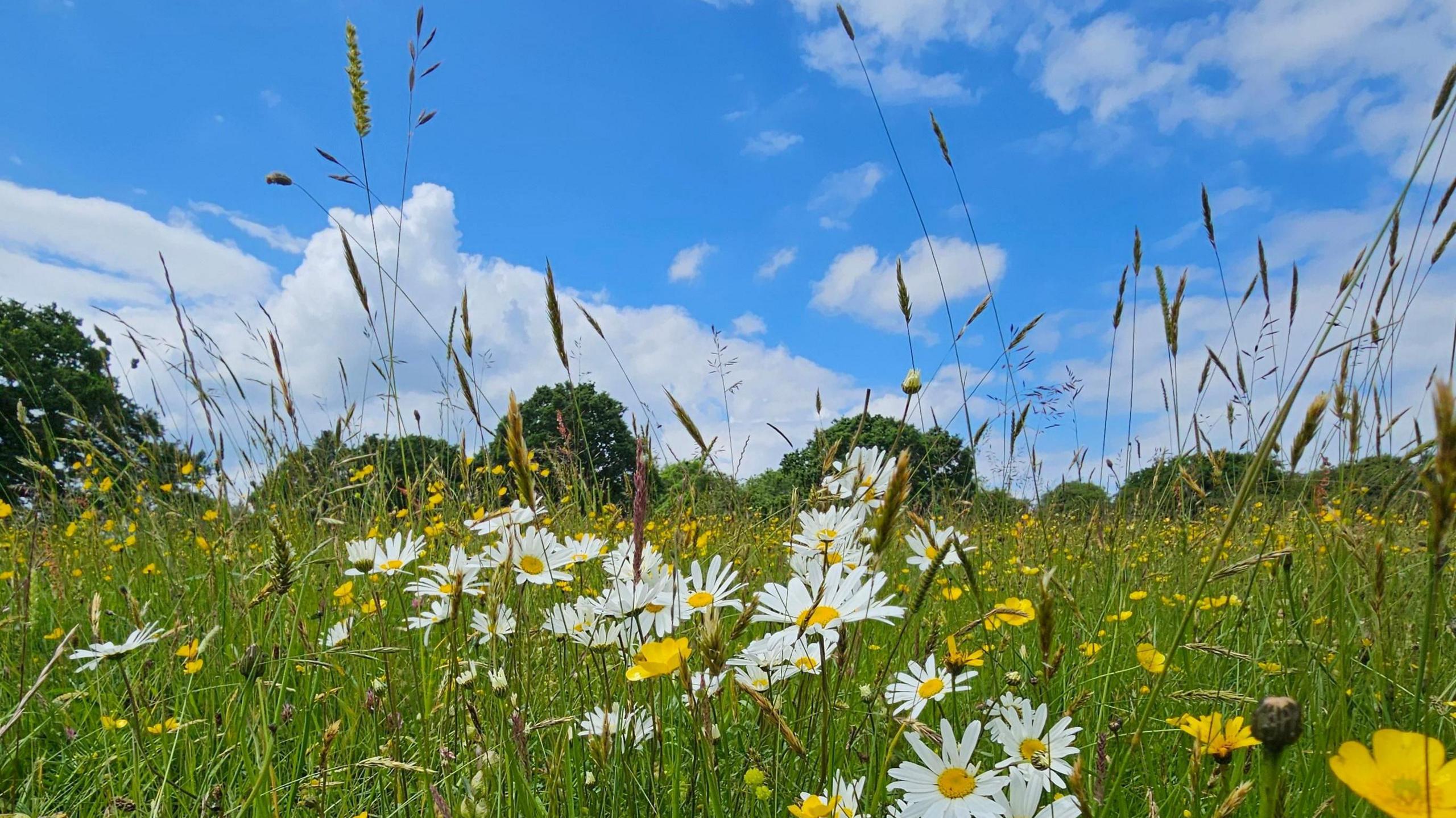 A field of long grass, daisies and buttercups under blue sunny skies.