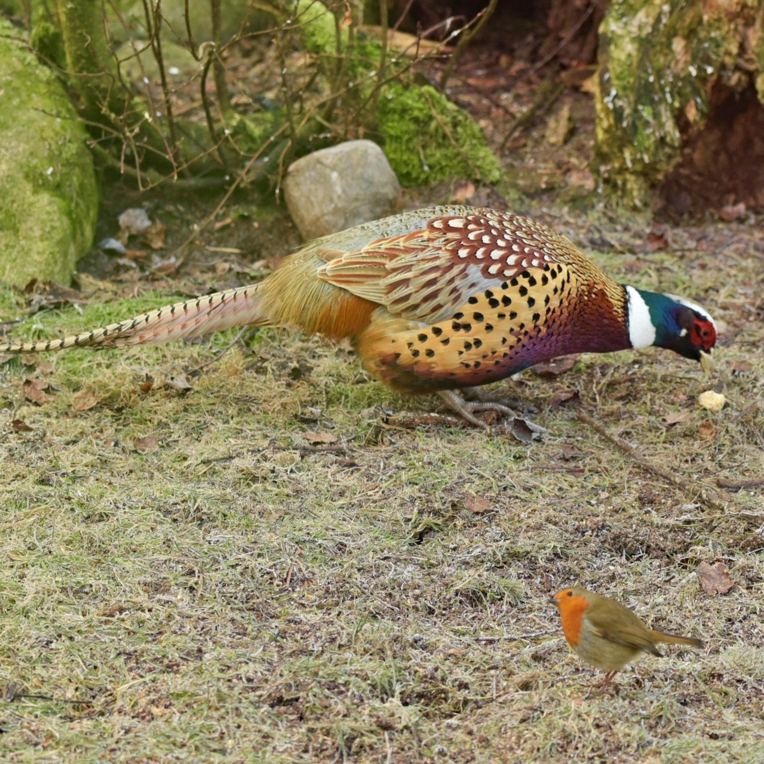 Small robin on ground, close to a large colourful pheasant, with woodland behind them.