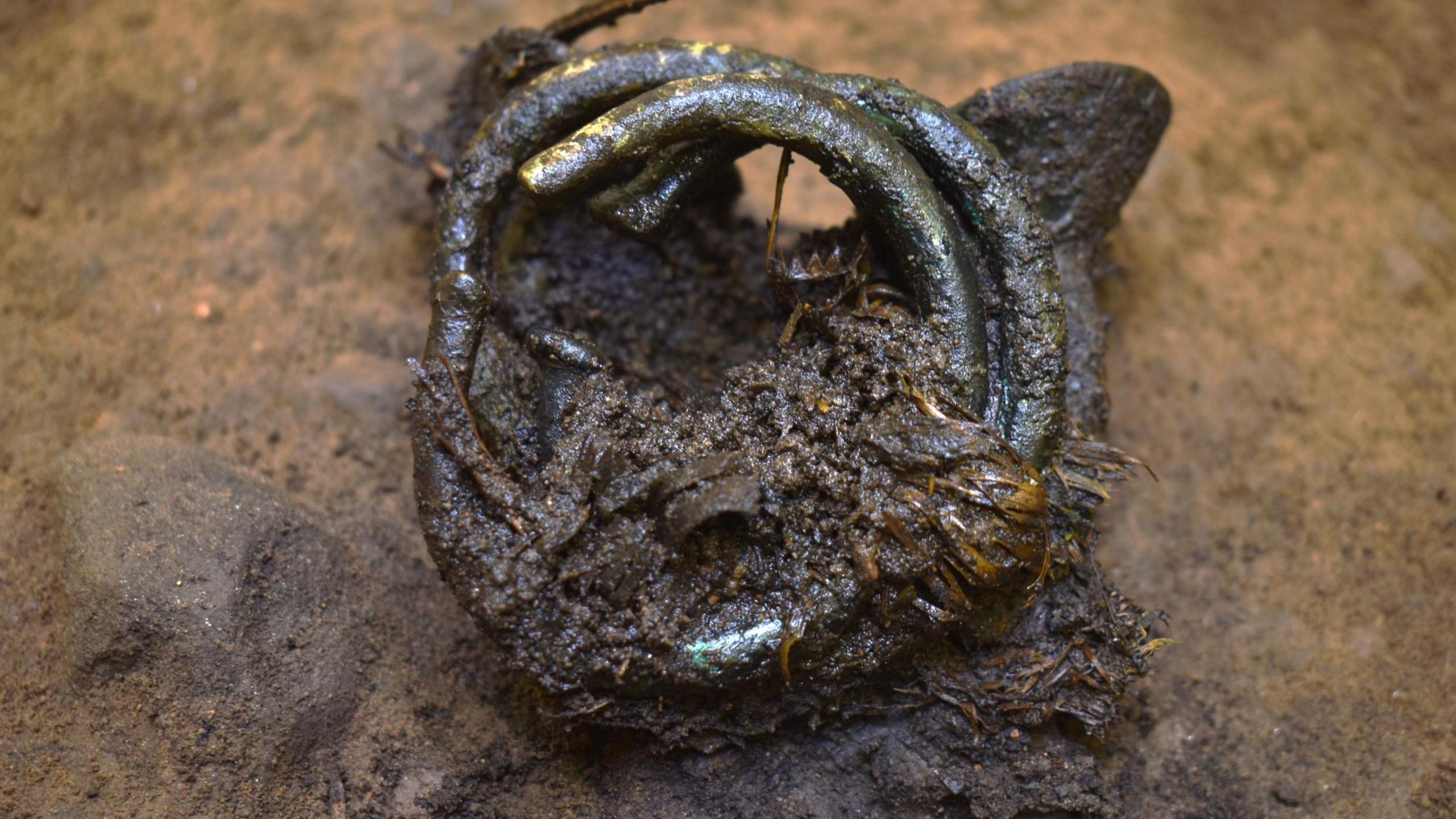 A close up image showing the artefacts before they were cleaned up. The artefacts are held together by a clumped tree bast, the inner bark of a tree. The ring-like bronze objects look like they are covered in a brown, sticky substance.