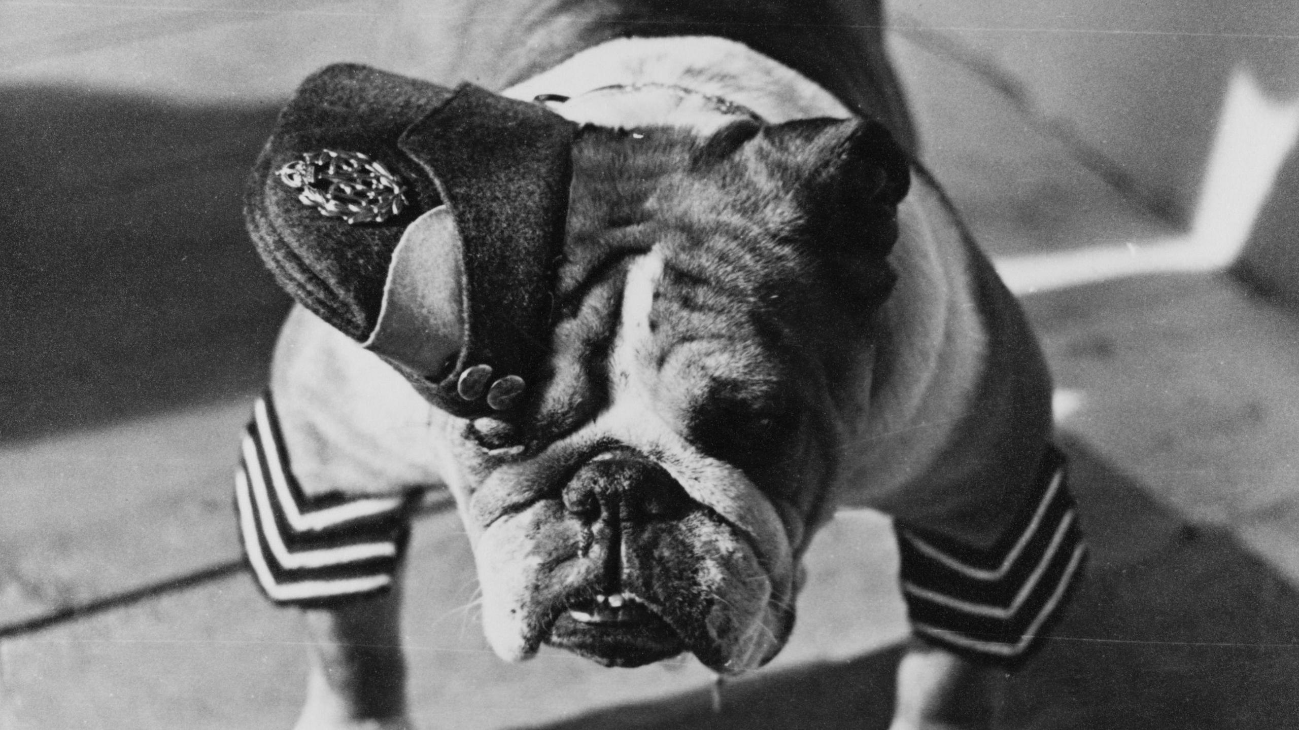 A British Bulldog in RAF uniform. There is a hat obscuring its right eye. The photo is black and white.