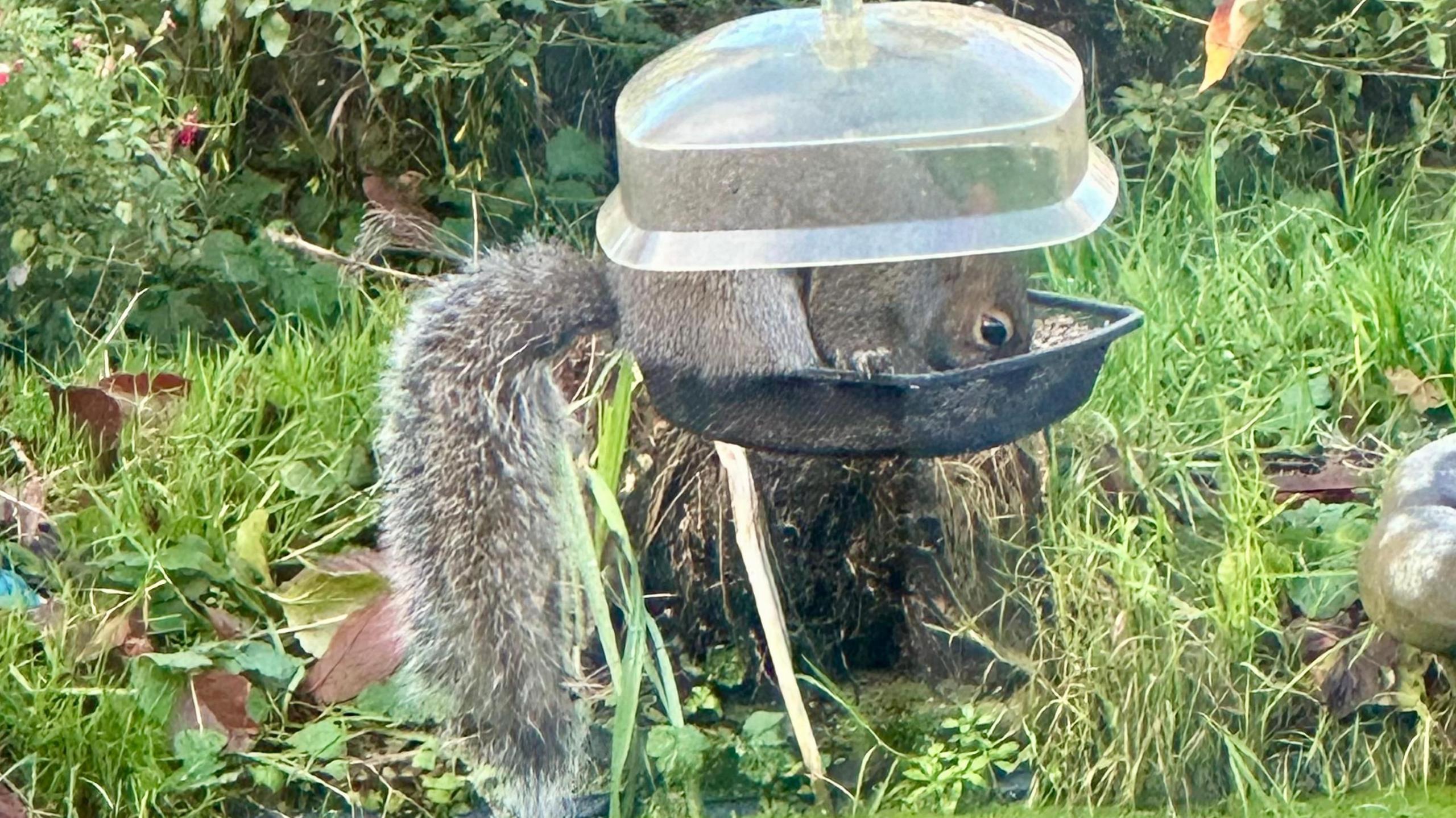 A squirrel is seen sitting in a bird feed between the pan containing bird food and a plastic lid, which is designed to keep out squirrels