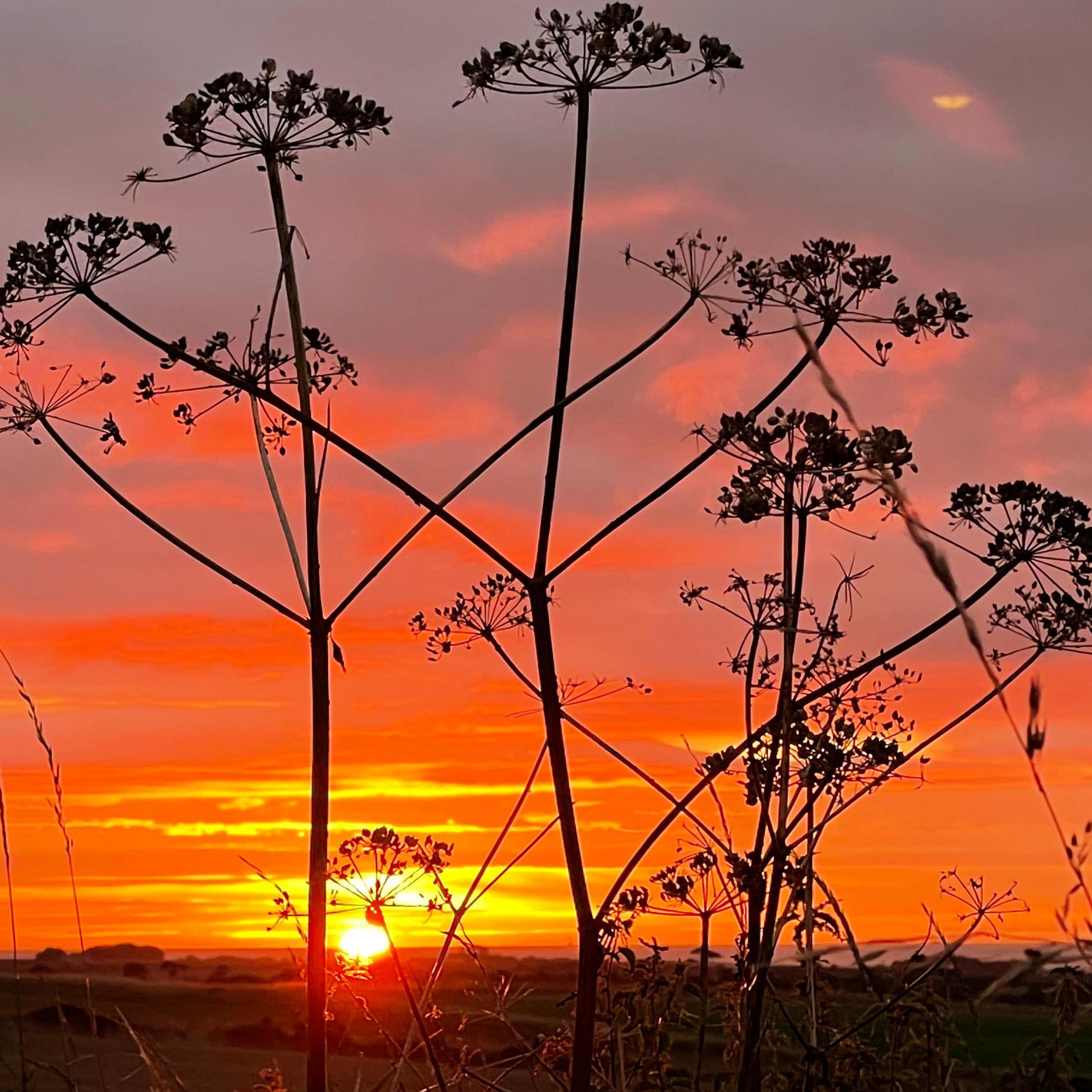 Sunrise from Anstruther