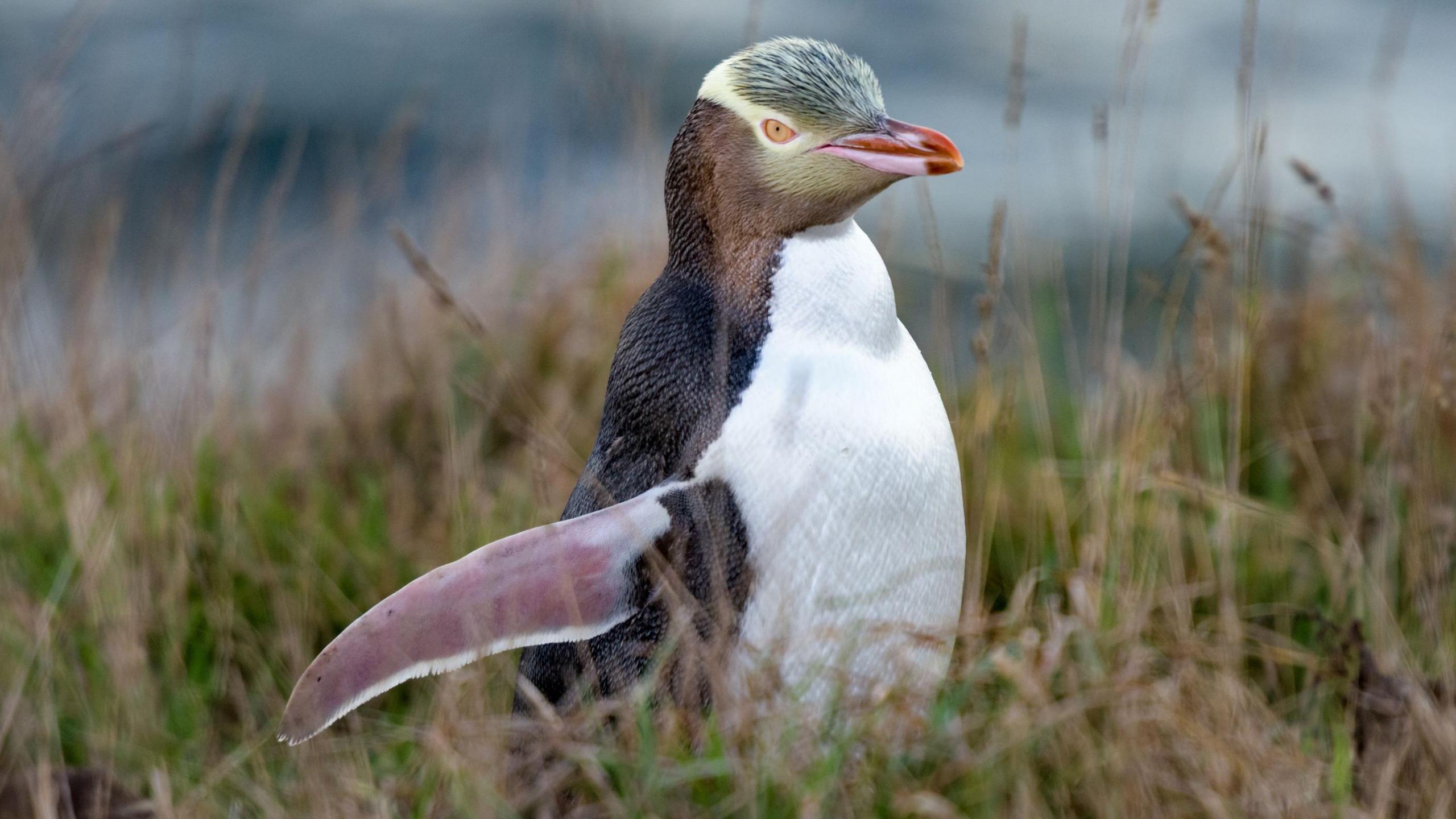 hoiho penguin in some grass.