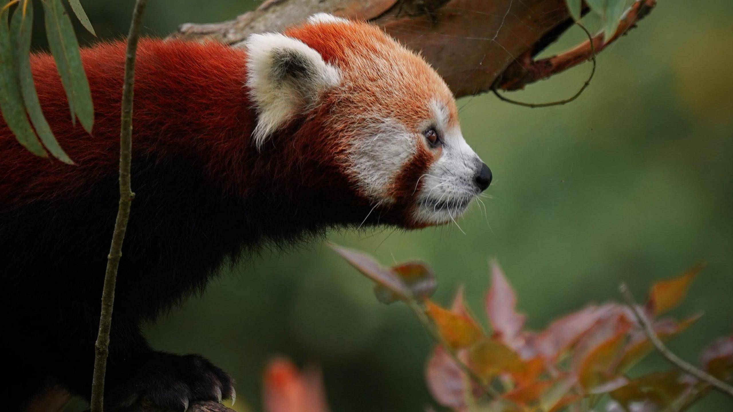 A red panda stares into the distance surrounded by green and red leaves.