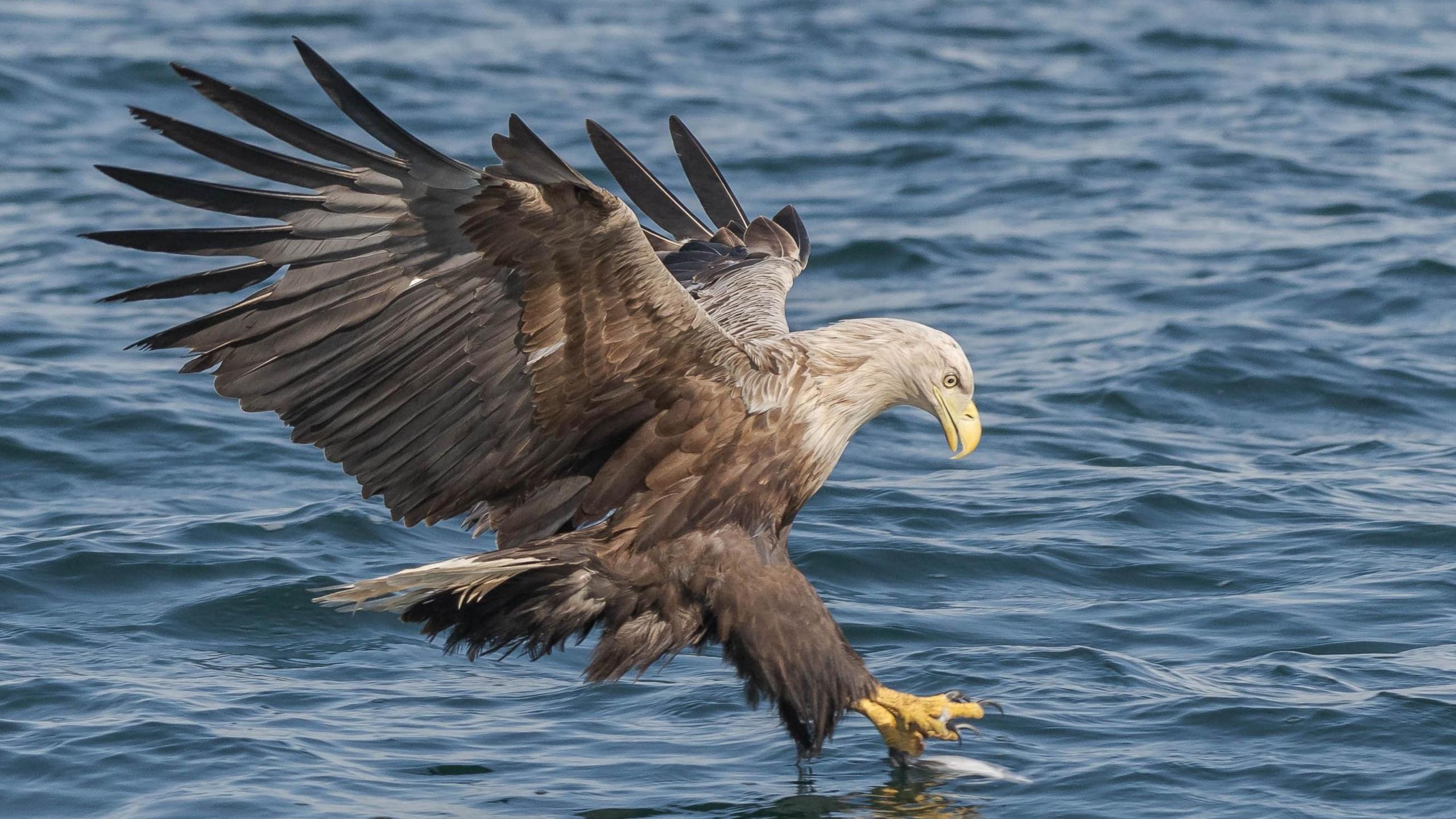 A brown and white eagle catching a fish in water with its yellow claws.