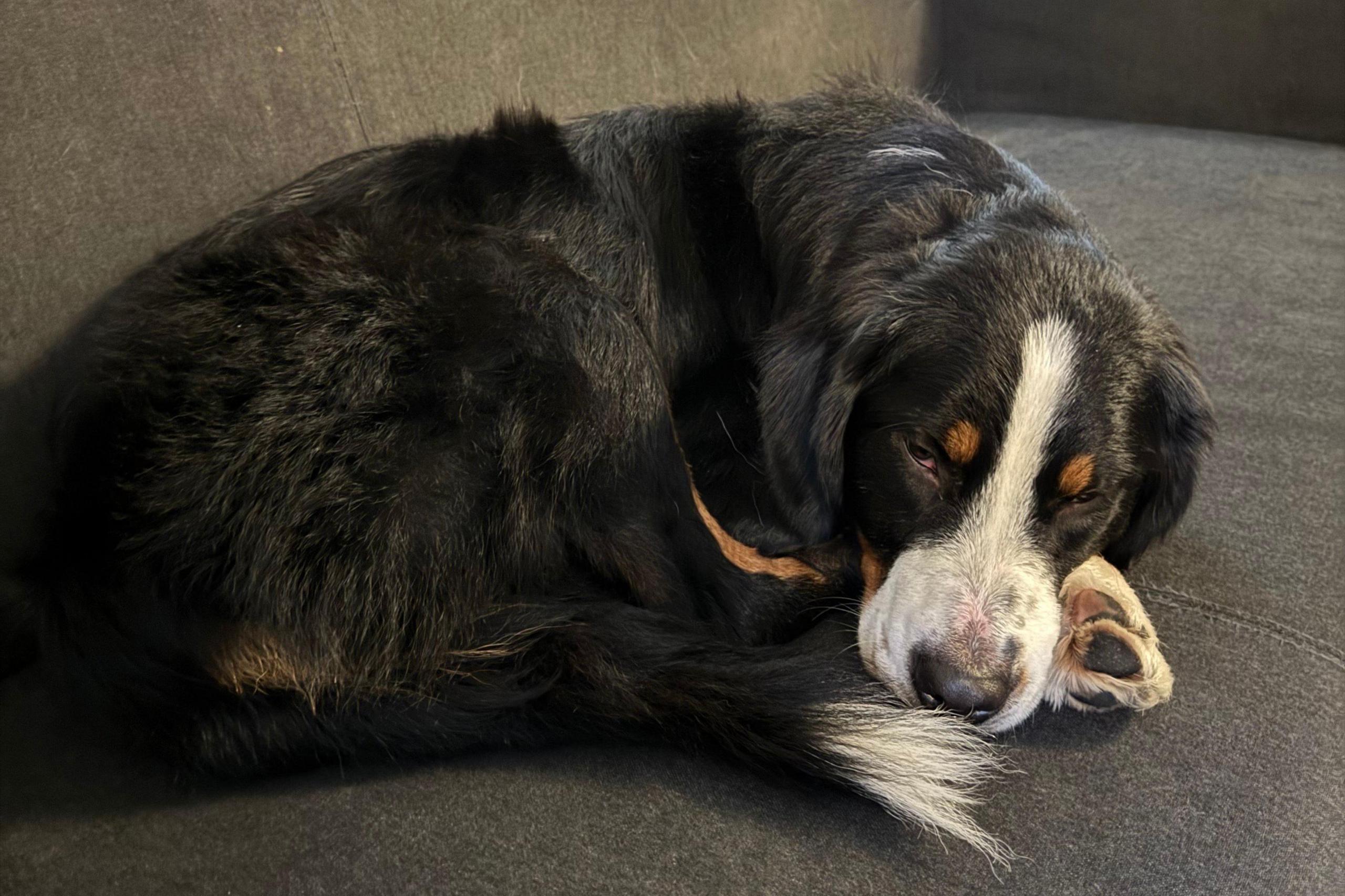 Reina the dog relaxing on the sofa and looking sleepy