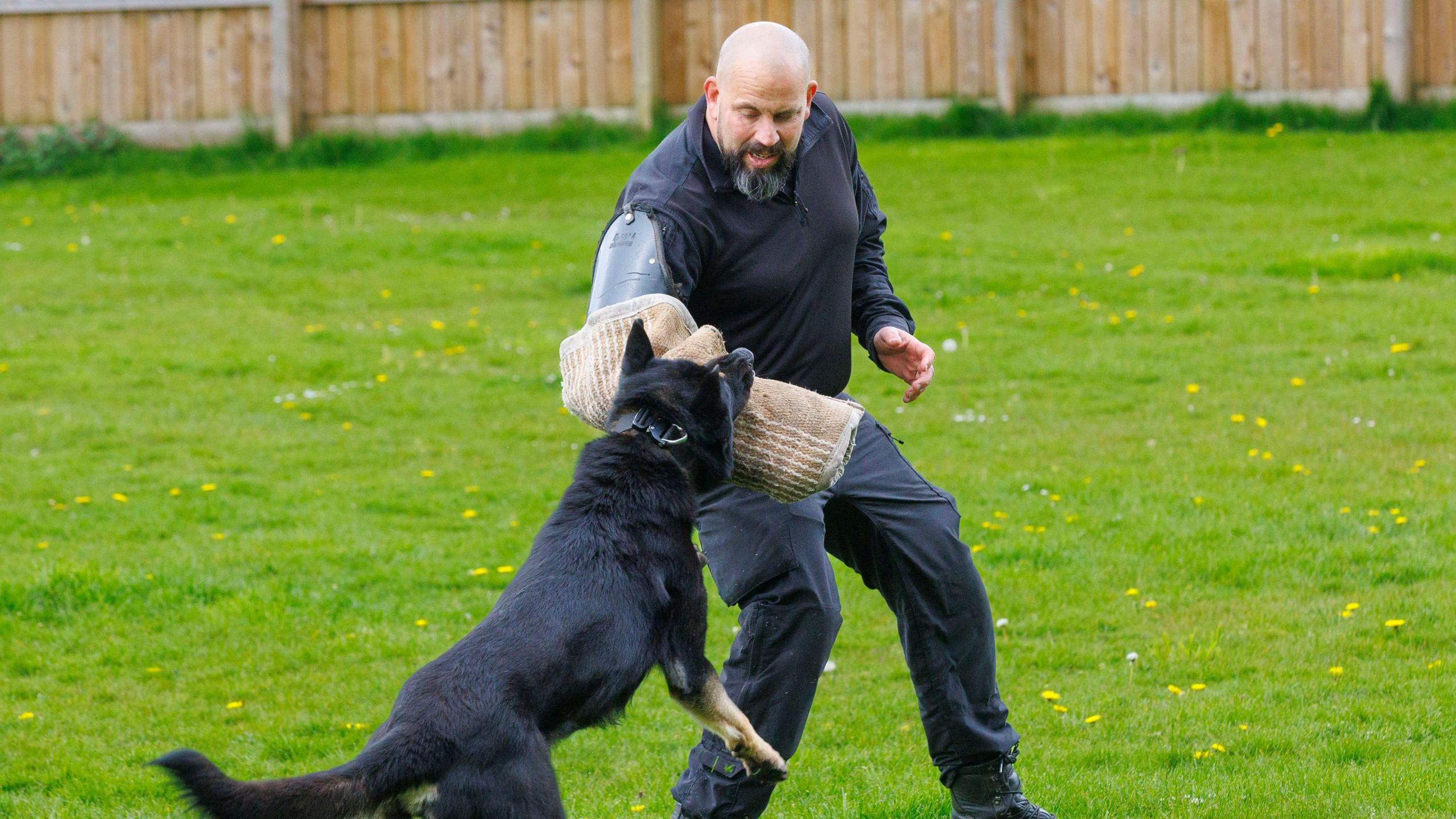 A dog biting onto a padded sleeve worn by a man. It has locked its jaw onto the sleeve as part of an exercise. The man has no hair, has a short black beard and is wearing dark clothes to replicate that which a suspect might be wearing.