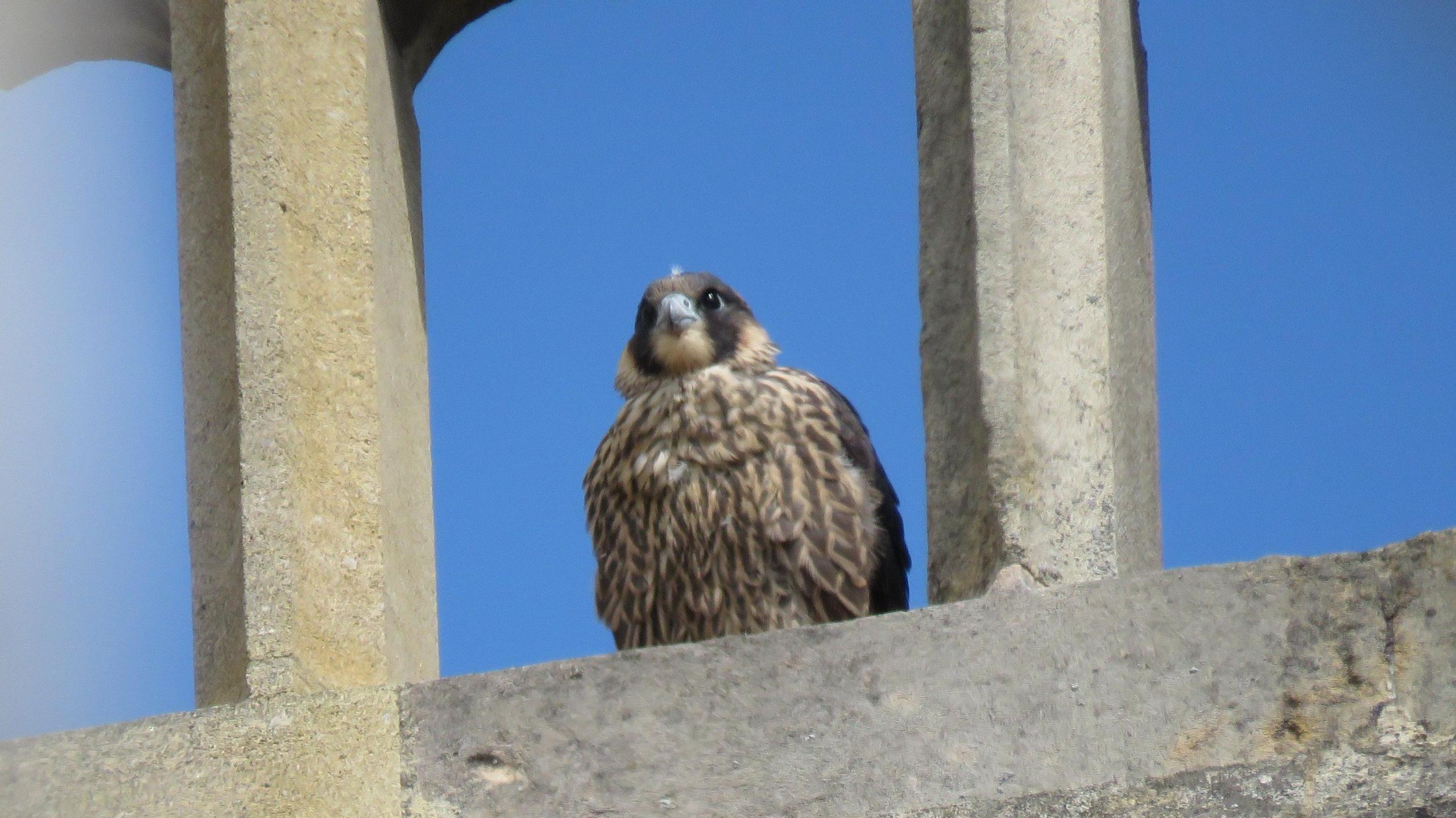 A peregrine falcon