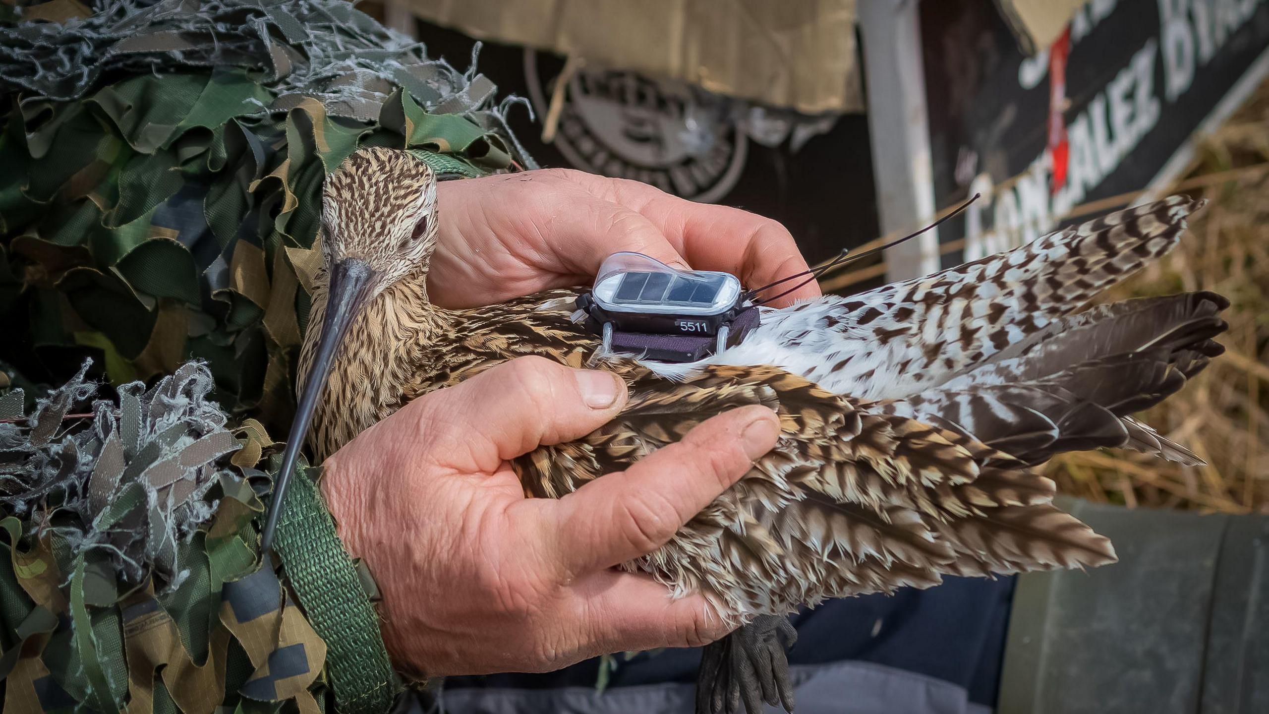 Curlew being held a by a volunteer in camouflage, with a GPS tracking device on the bird's back