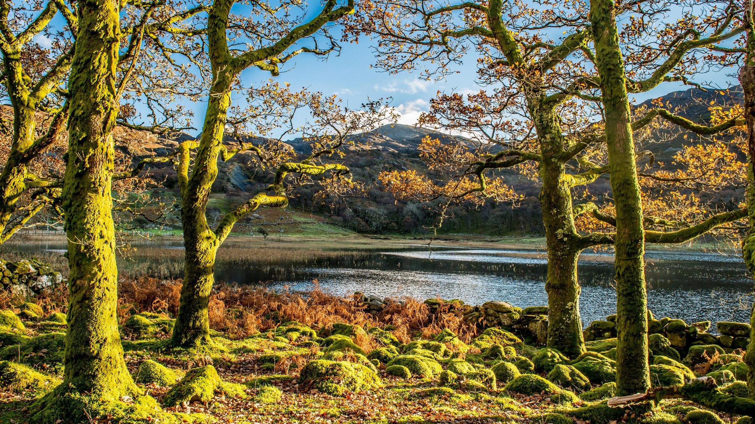 LLyn Cwm Bychan